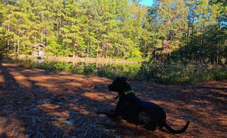 Alice S.'s photo of camping with pets at Miners Camping & Rock Shop near Texarkana, TX