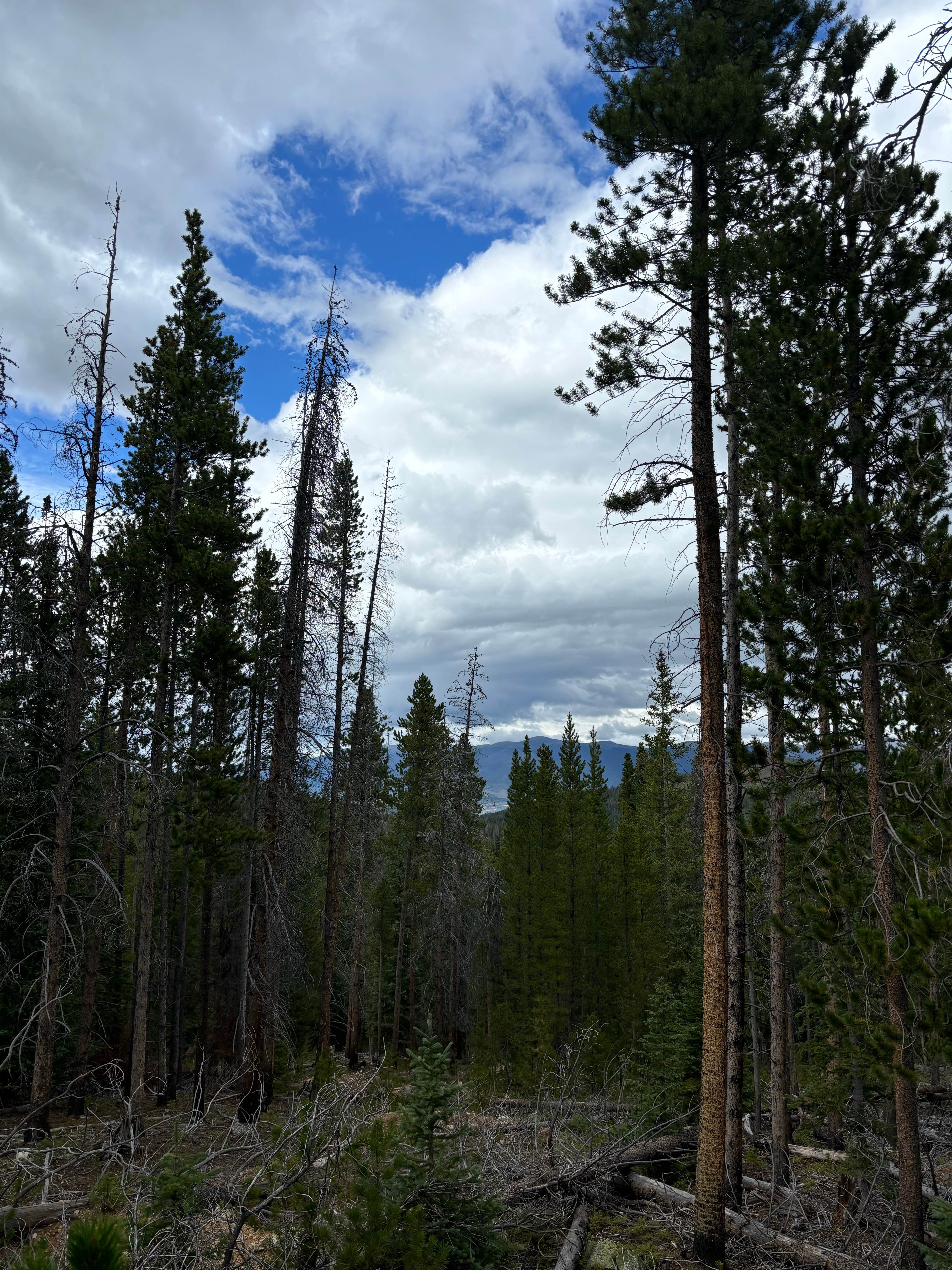 Camper-submitted photo at Miners Creek Rd Designated Dispersed Camping near Copper Mountain, CO
