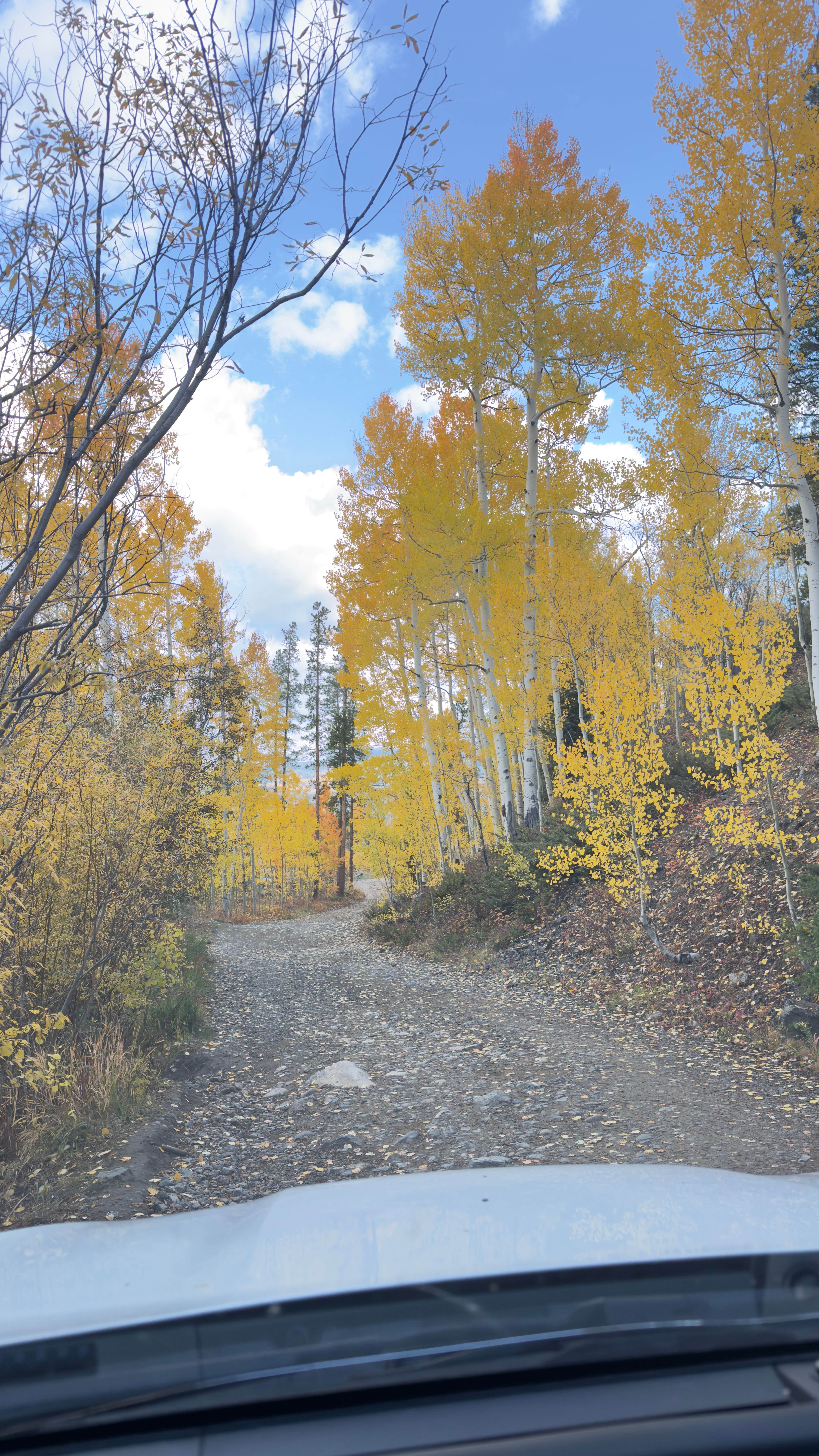 Camper submitted image from Miners Creek Rd Designated Dispersed Camping - 3