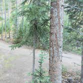 Review photo of Miners Creek Rd Designated Dispersed Camping by Vinny D., October 1, 2025