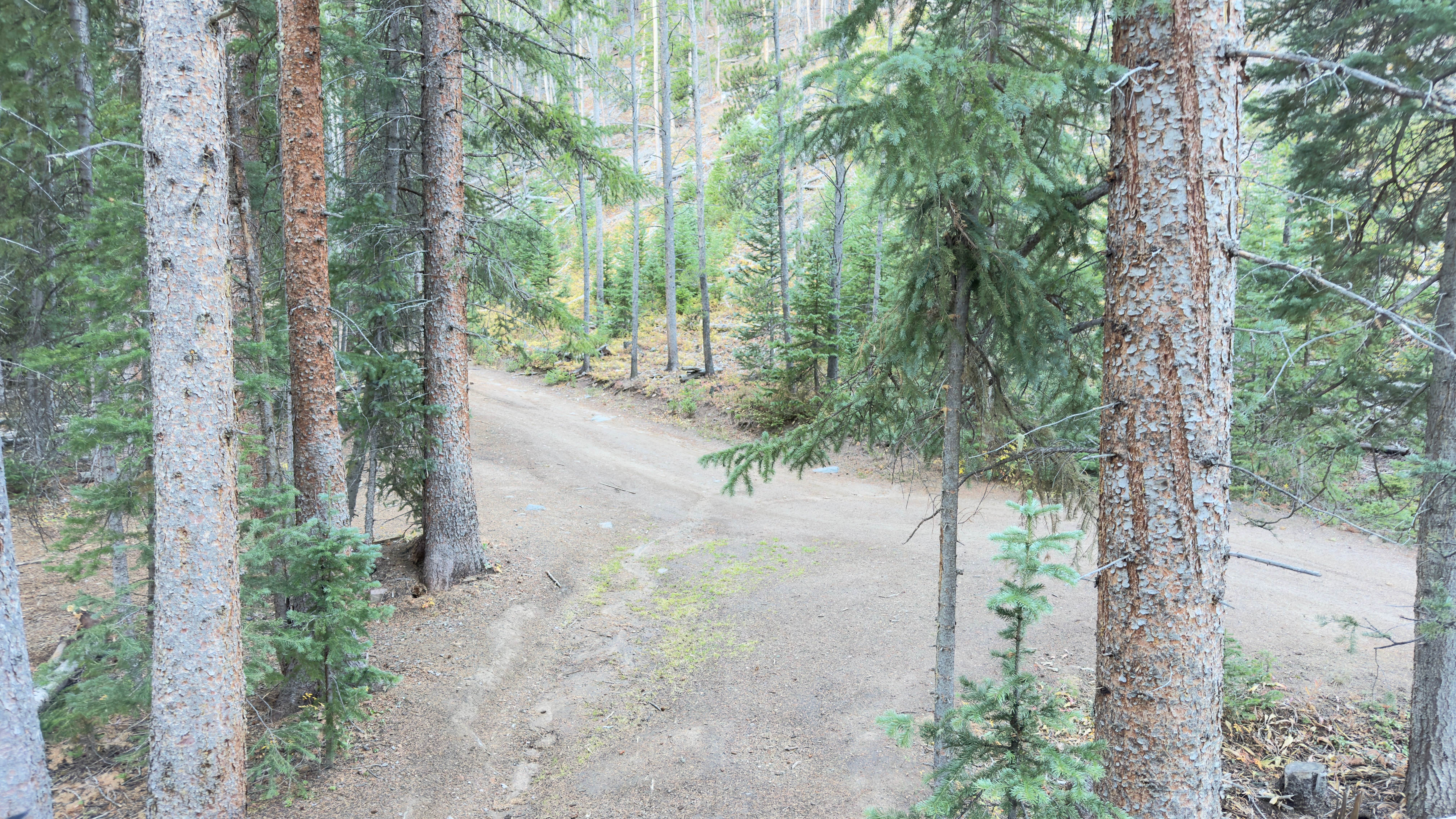 Camper submitted image from Miners Creek Rd Designated Dispersed Camping - 5