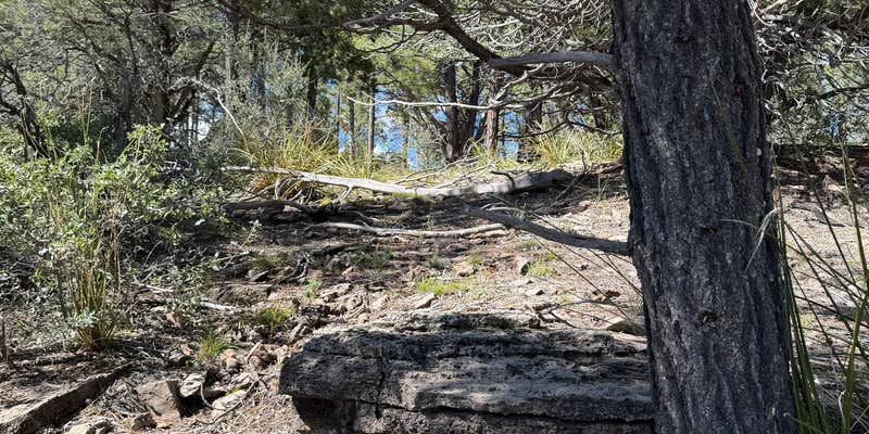Camper submitted image from Mingus Mountain - FR 132