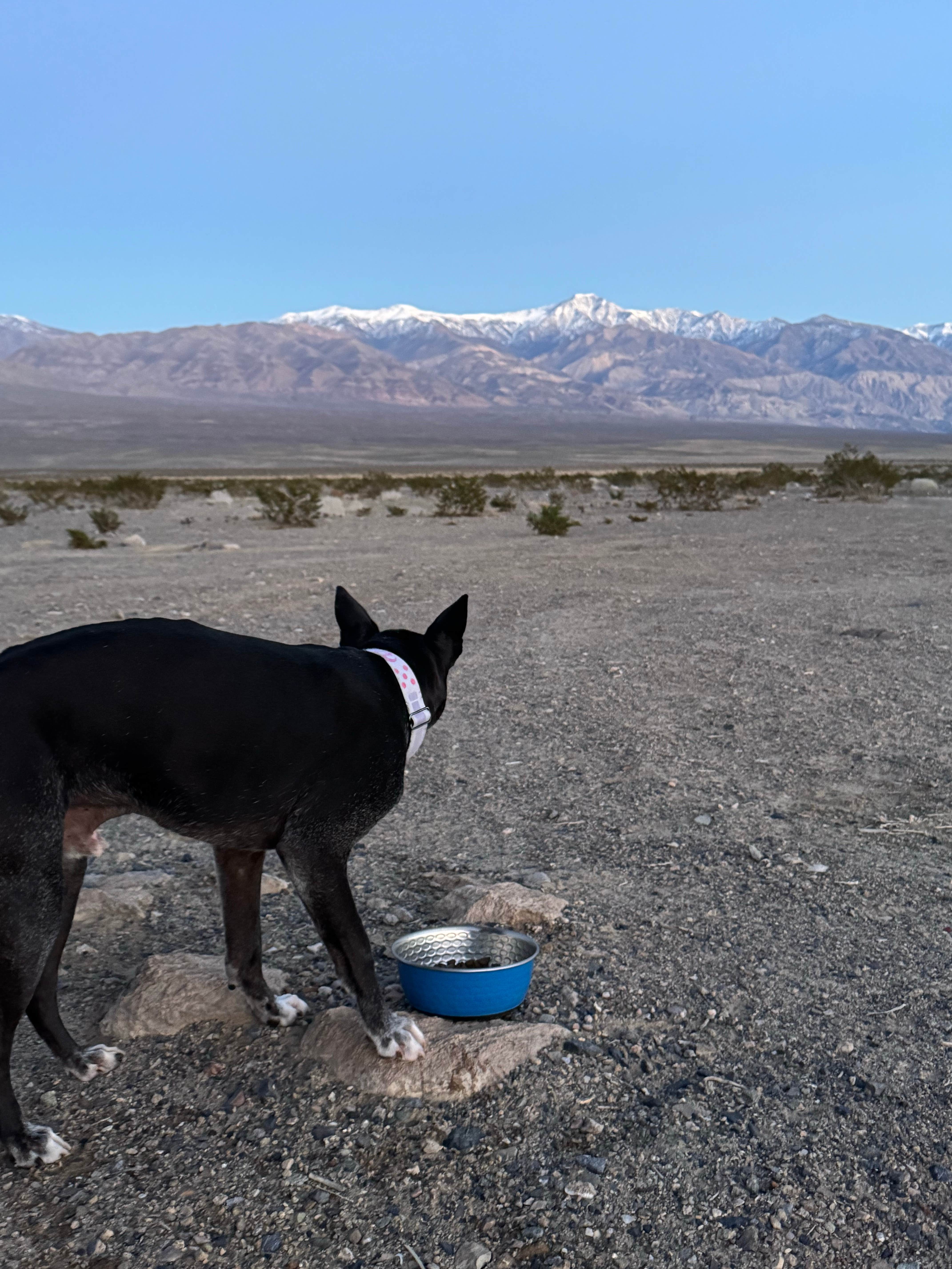TJ B.'s photo of camping with pets at Minietta Road near Keeler, CA