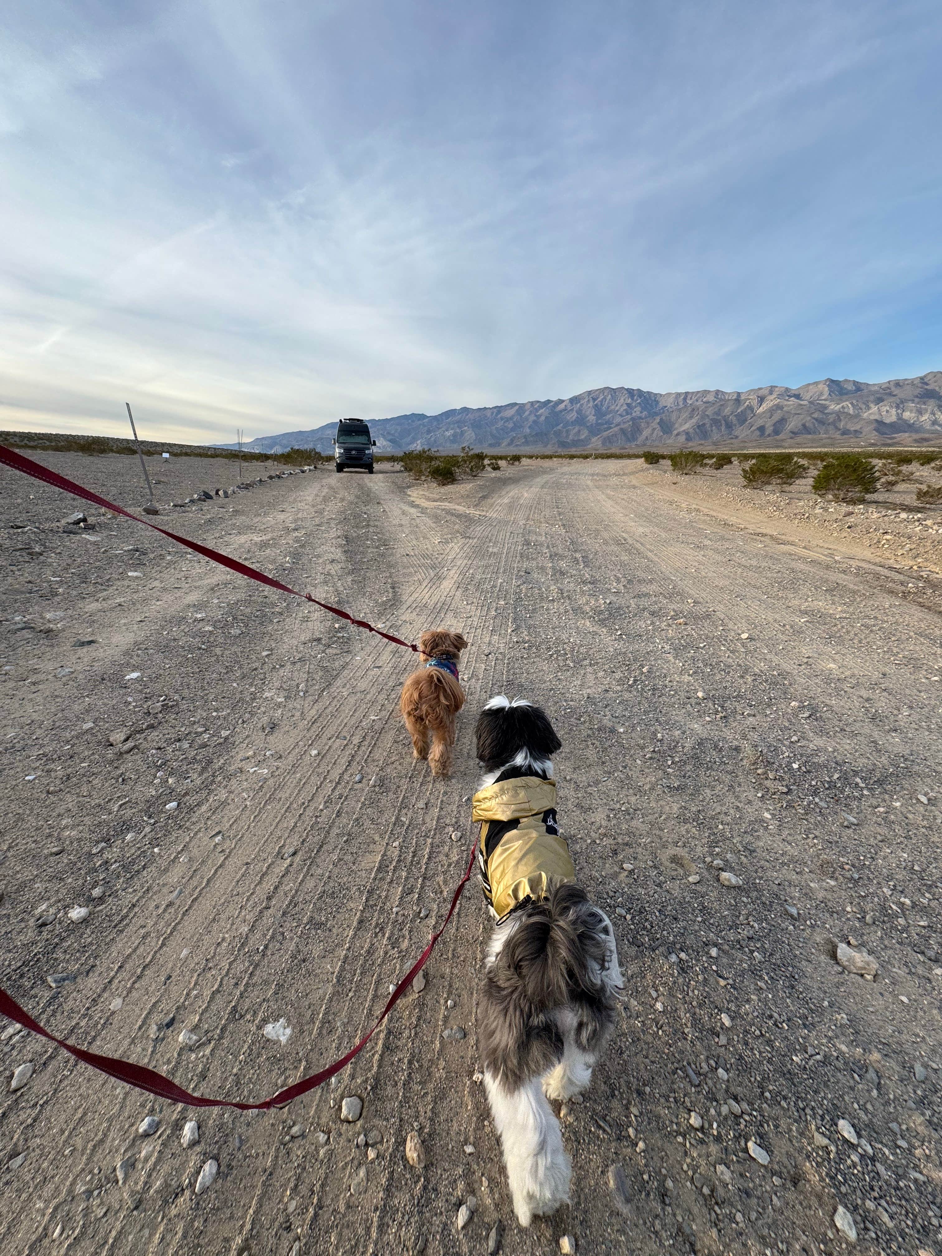 Mary B.'s photo of camping with pets at Minietta Road near Death Valley National Park
