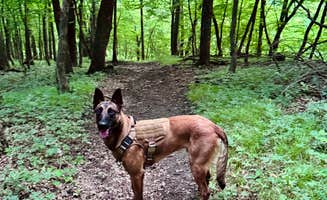 Tina P.'s photo of camping with pets at Beaver Falls County Park near Hutchinson, MN