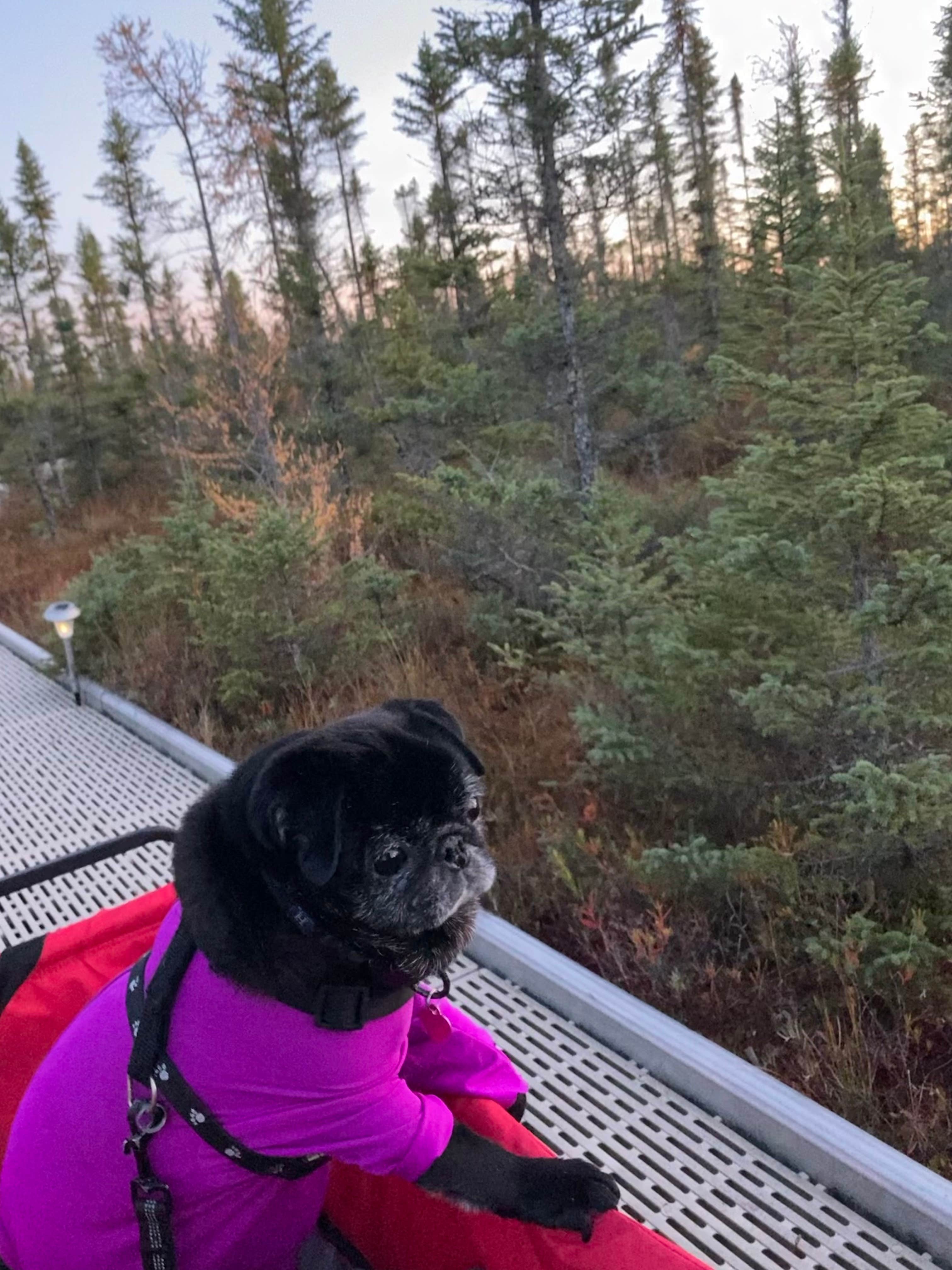 Janet R.'s photo of camping with pets at Big Bog State Recreation Area near Blackduck, MN