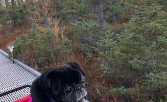 Janet R.'s photo of camping with pets at Big Bog State Recreation Area near Bigfork, MN