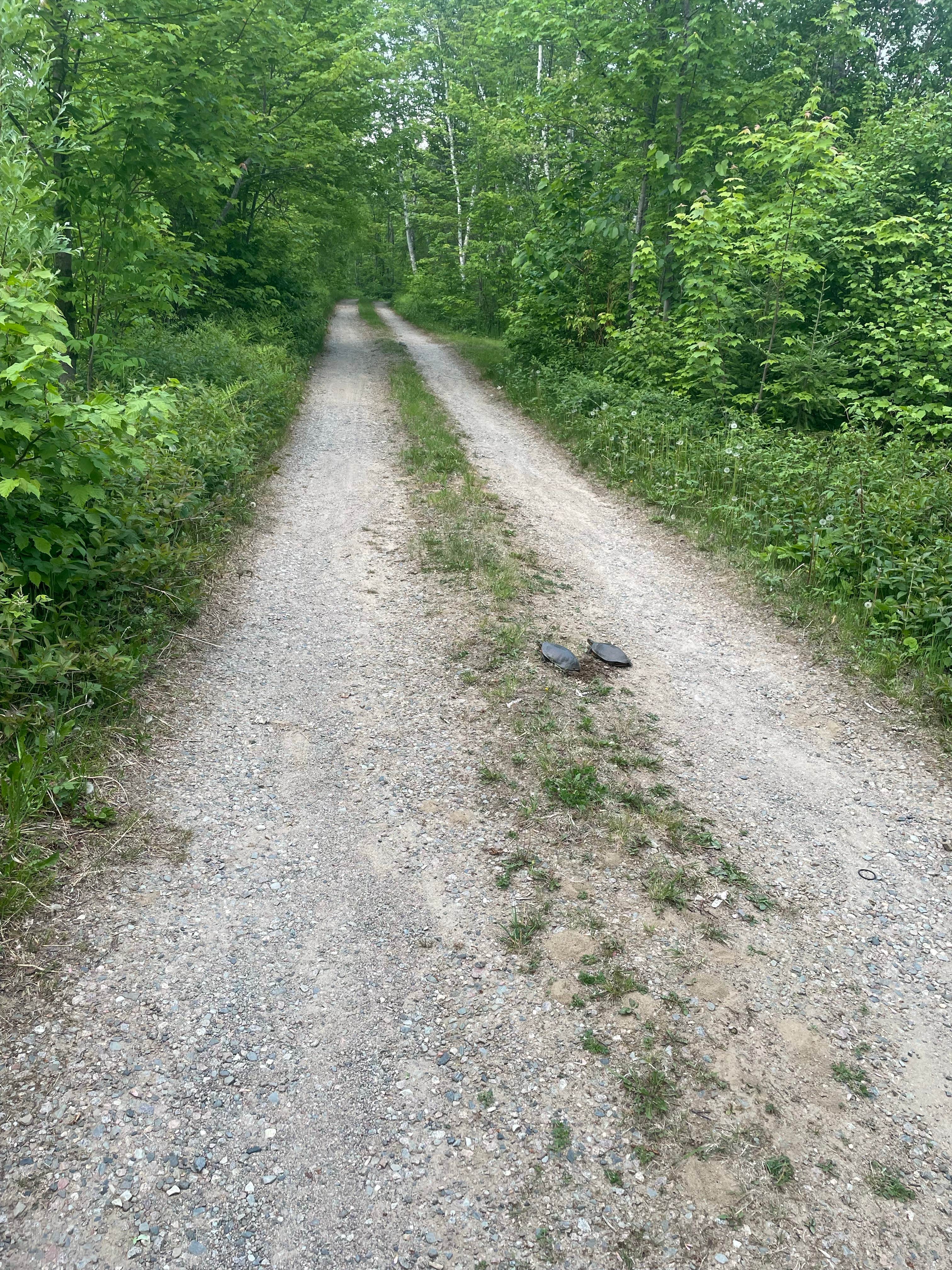 Camper-submitted photo at Big Rice Lake near Eveleth, MN