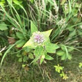 Review photo of Fort Ridgely State Park Campground by Tom , July 30, 2024