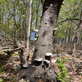 Review photo of Frontenac State Park Campground by Pad F., May 2, 2026