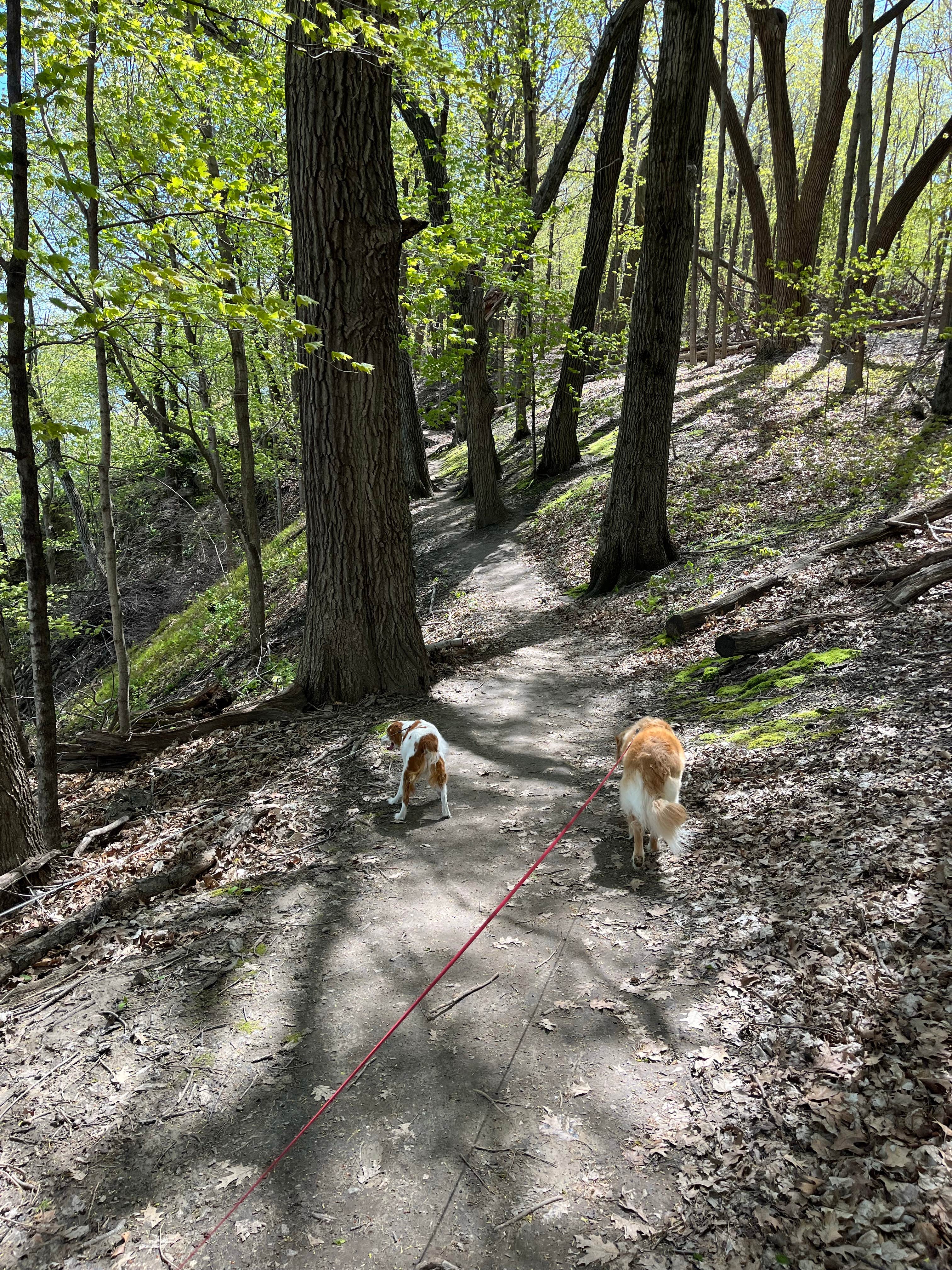 Pad F.'s photo of camping with pets at Frontenac State Park Campground near Red Wing, MN
