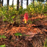 Review photo of Bear Paw Campground by Tom , June 6, 2024