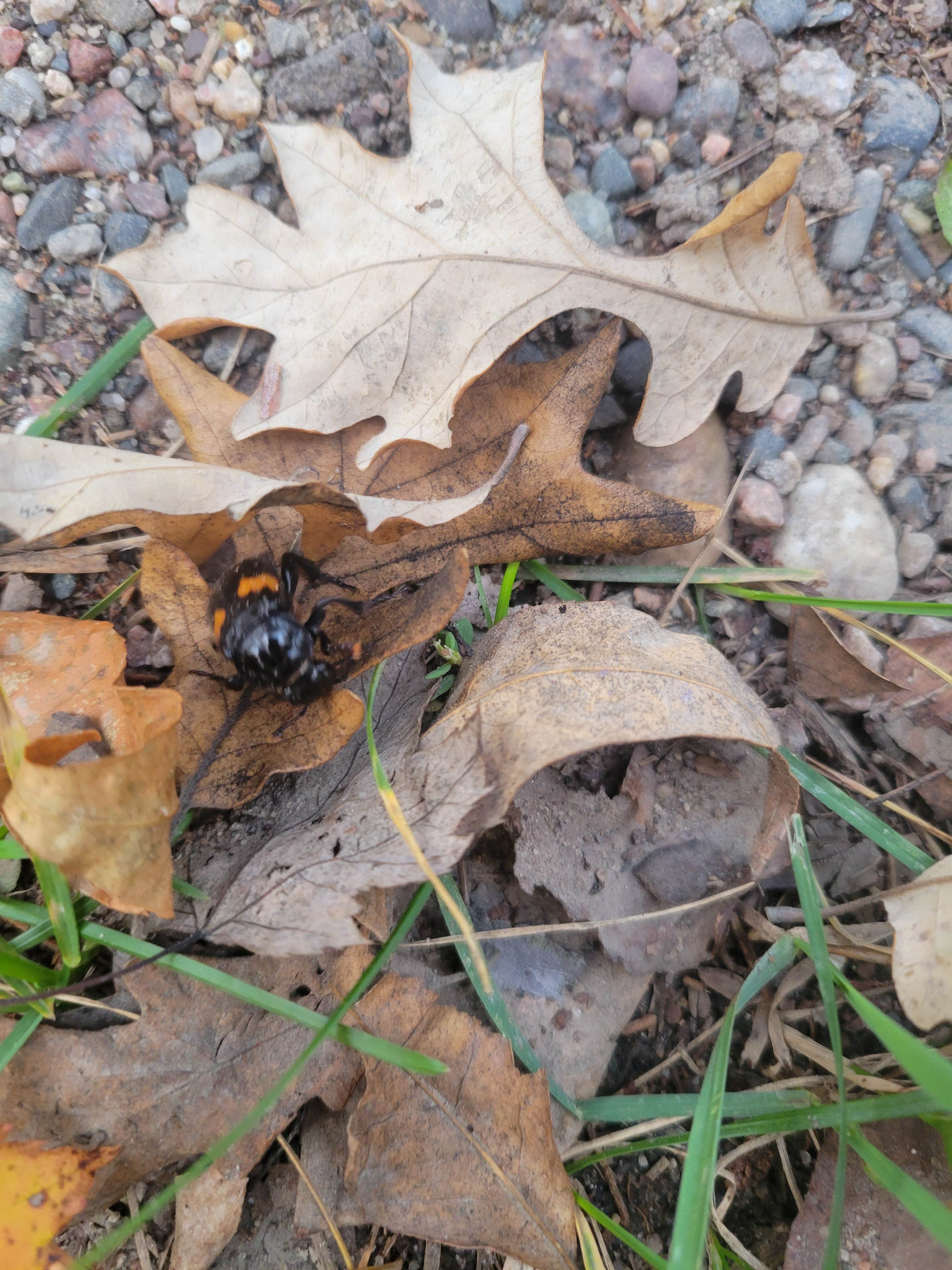 Camper submitted image from Jacobson County Campground - 2