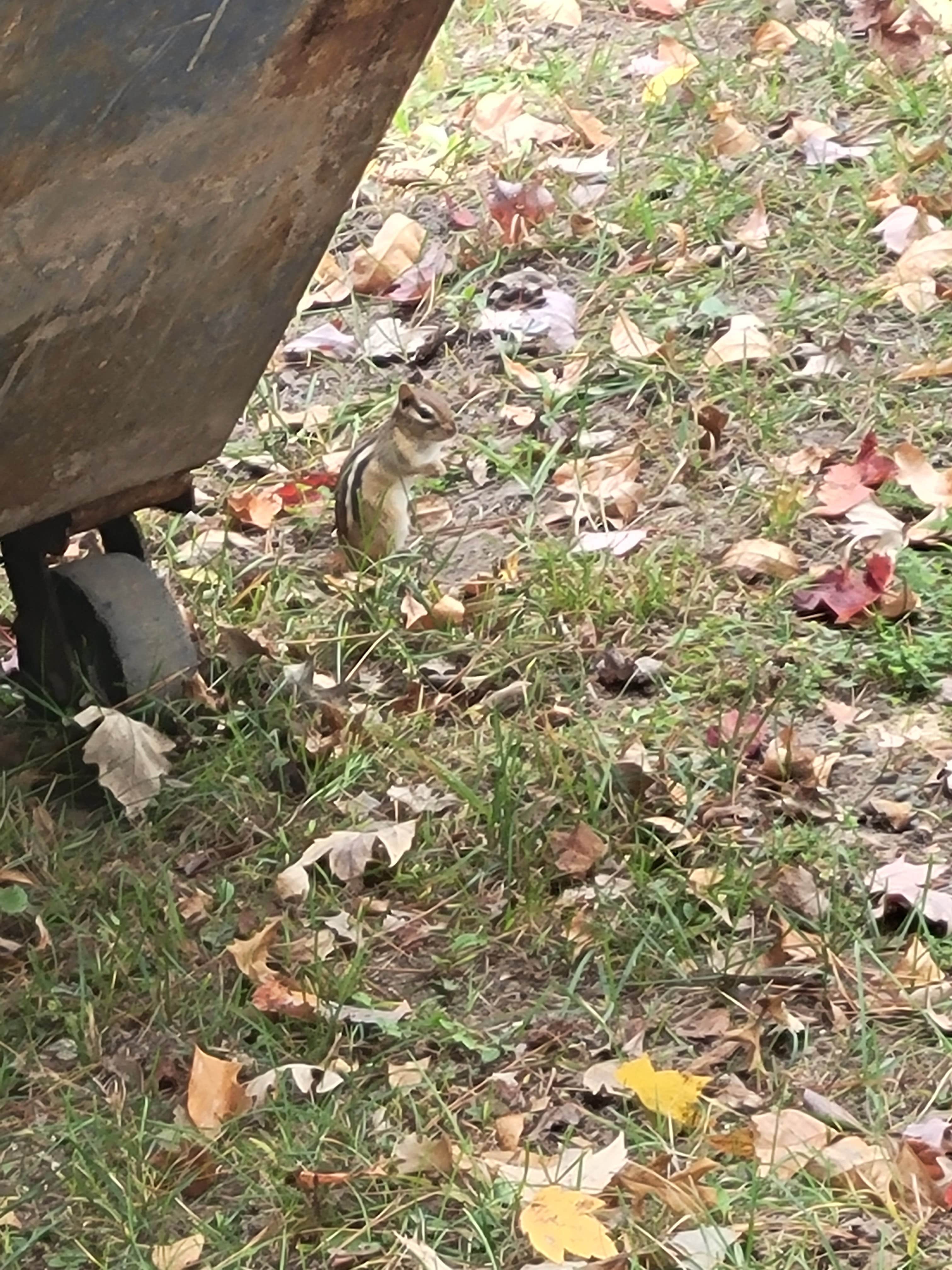 Camper-submitted photo at Jacobson County Campground near Mississippi River Headwaters - Sandy Lake