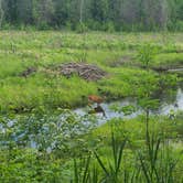 Review photo of Jay Cooke State Park Campground by Tori K., November 12, 2024