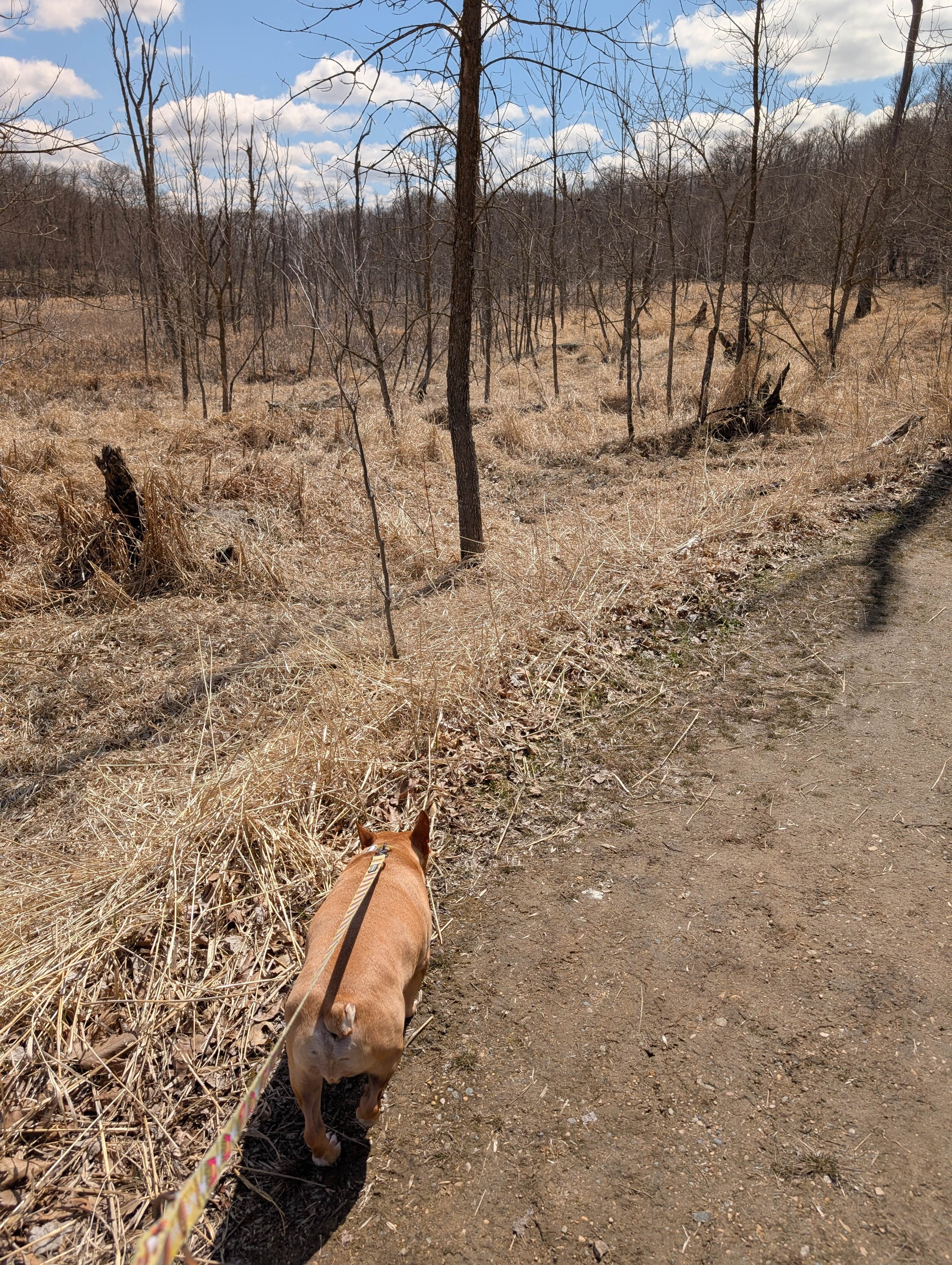 Tori K.'s photo of camping with pets at Lake Carlos State Park Campground near Melrose, MN