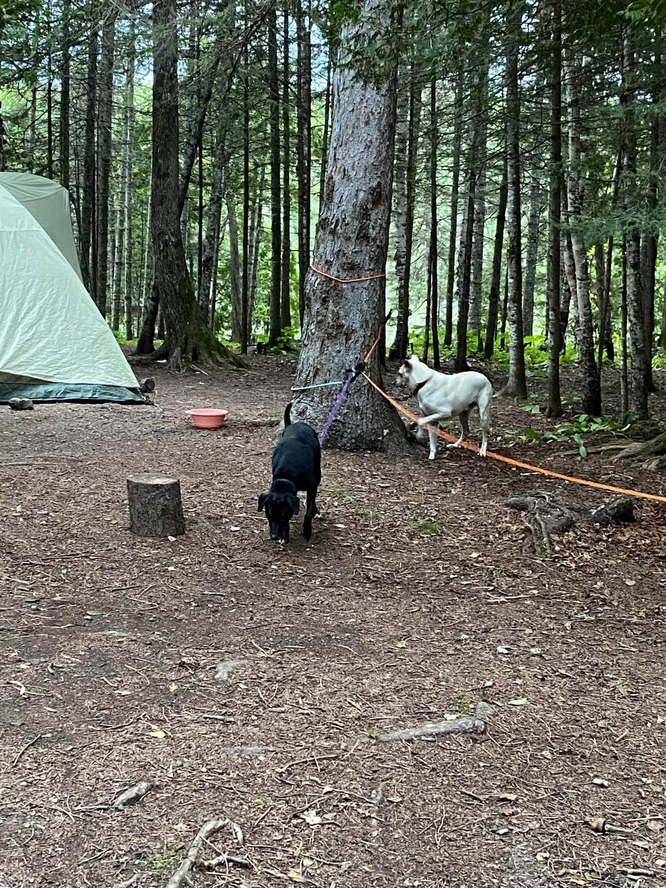 Kay K.'s photo of camping with pets at Ninemile Lake Campground near Superior National Forest