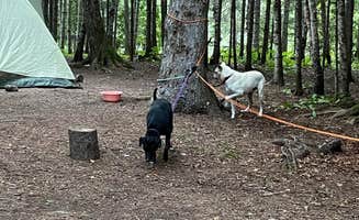 Kay K.'s photo of camping with pets at Ninemile Lake Campground near Lutsen, MN