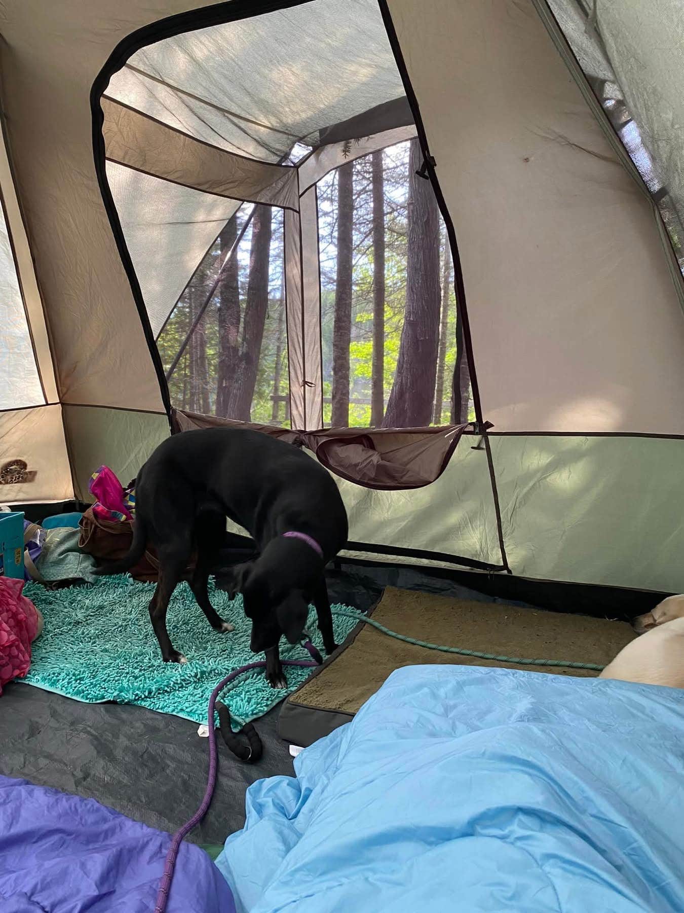 Camper submitted image from Ninemile Lake Campground - 5