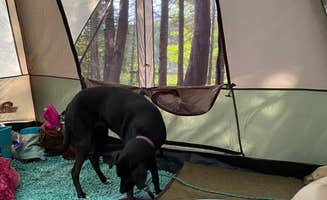 Kay K.'s photo of camping with pets at Ninemile Lake Campground near Superior National Forest