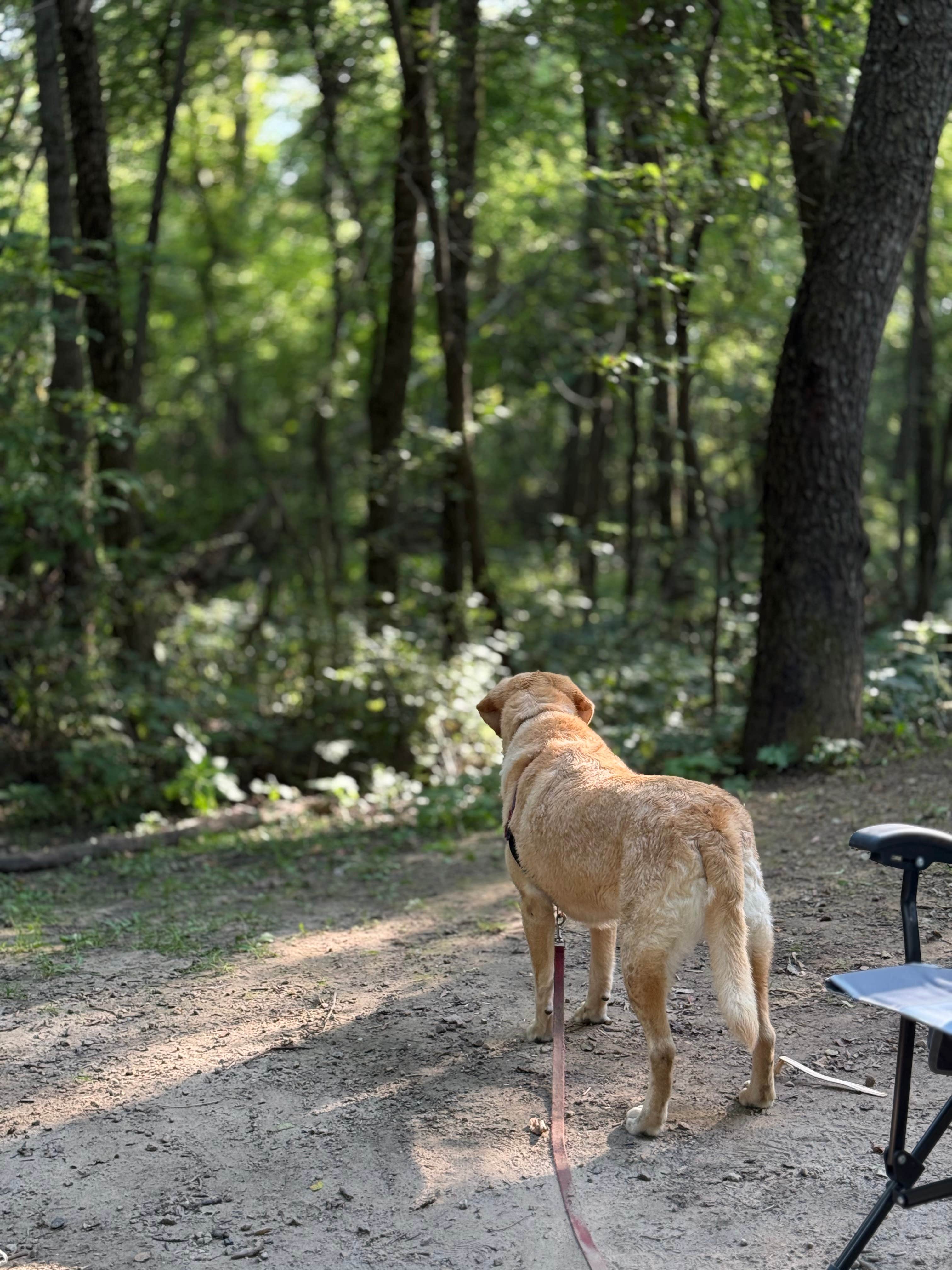 Thomas D.'s photo of camping with pets at Sakatah Lake State Park Campground near Owatonna, MN