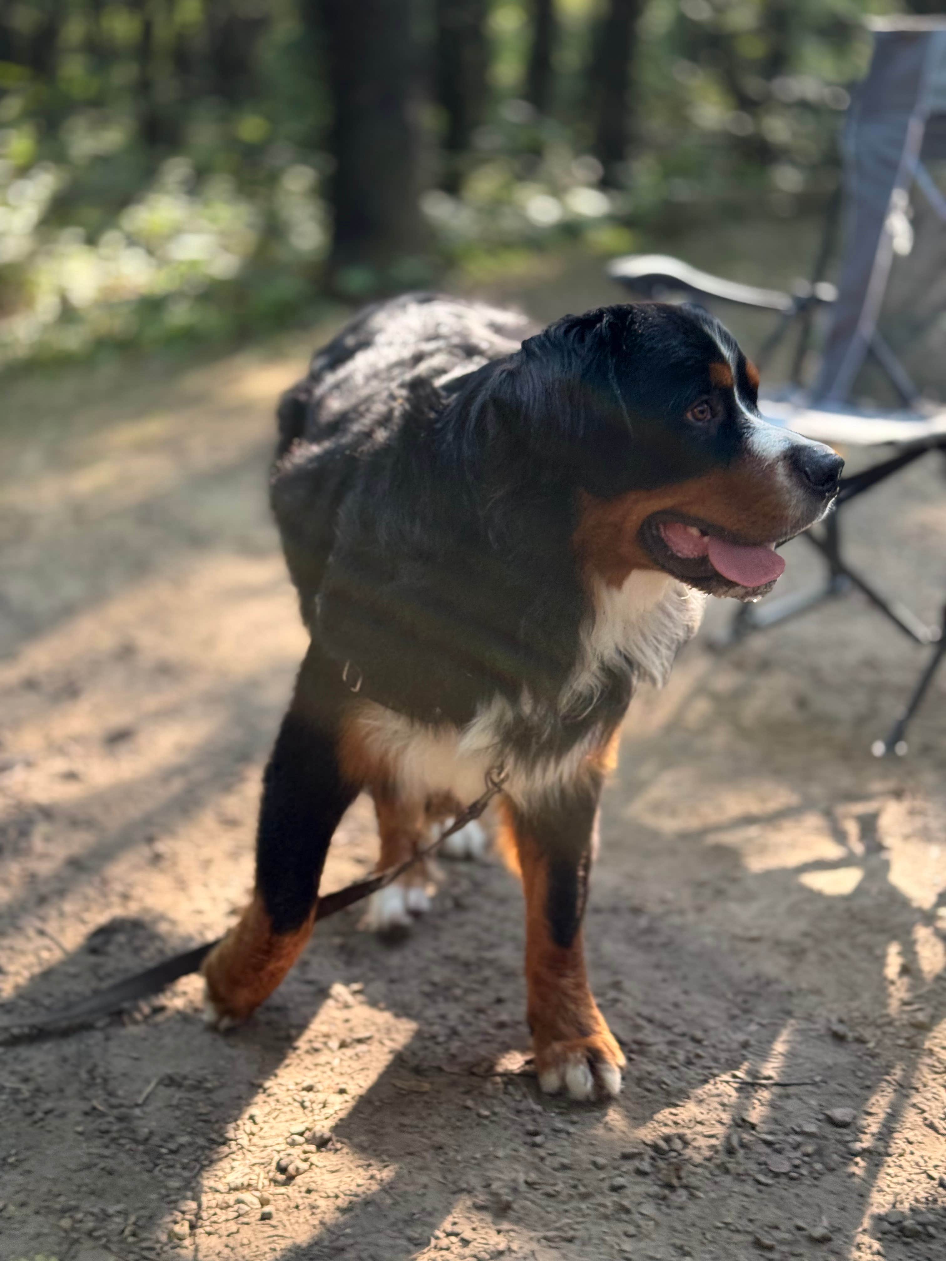Thomas D.'s photo of camping with pets at Sakatah Lake State Park Campground near Skyline, MN
