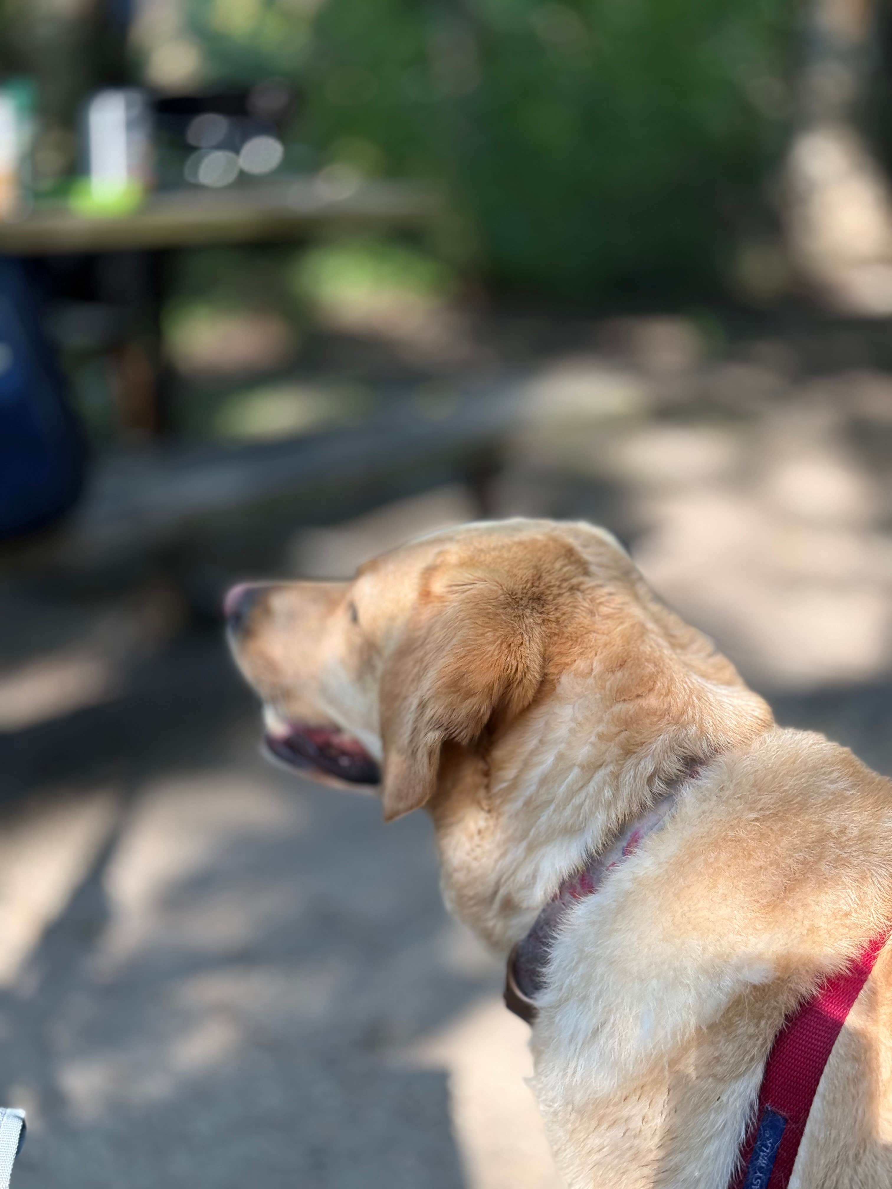 Thomas D.'s photo of camping with pets at Sakatah Lake State Park Campground near Waterville, MN