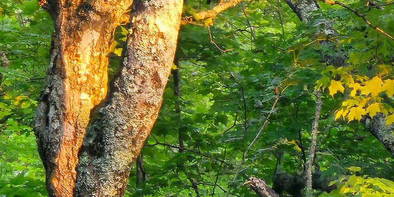 Camper submitted image from Hay Lake