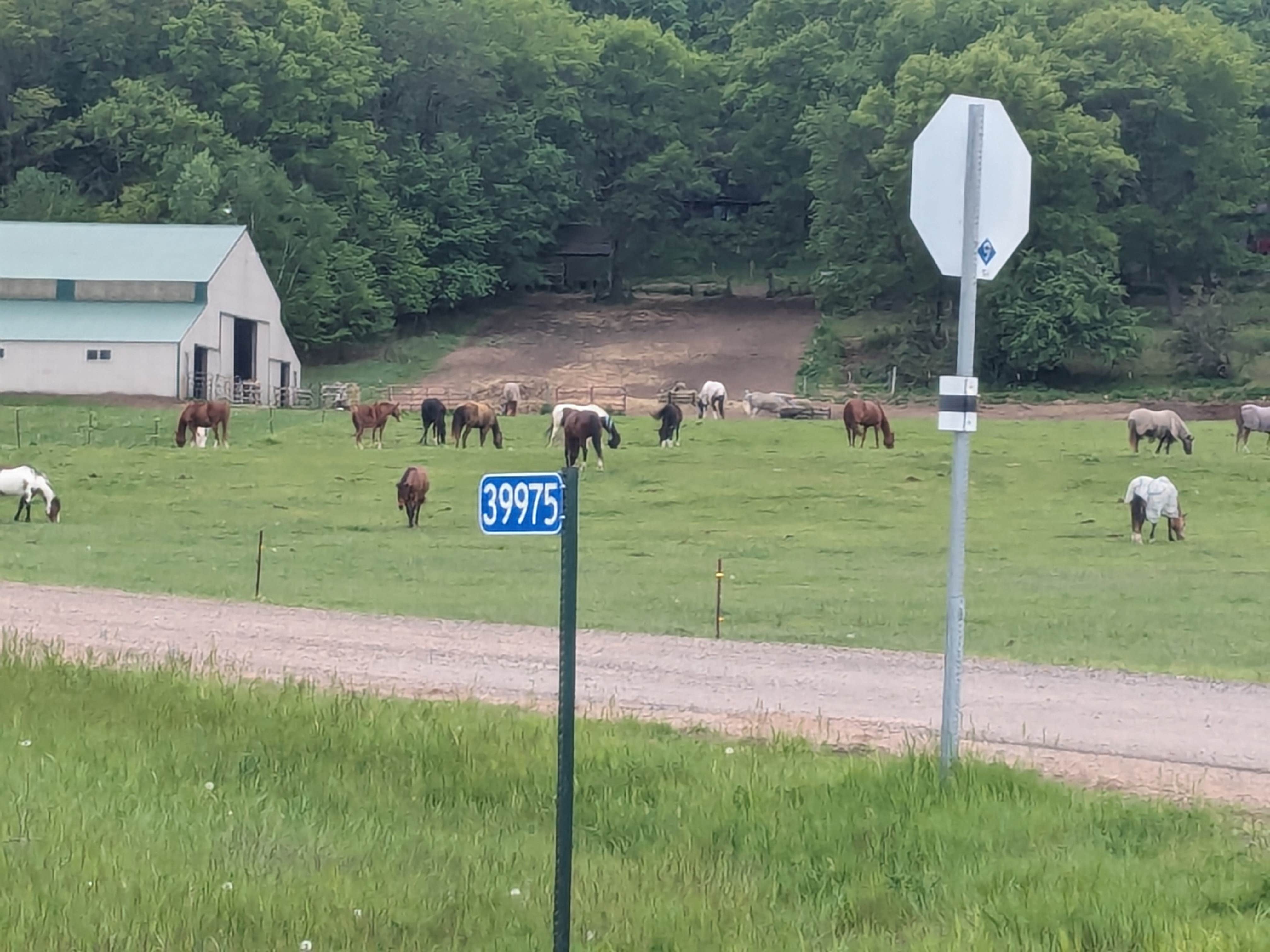 Joslyn H.'s photo of camping with a horse at Wild River State Park Campground near Pine City, MN
