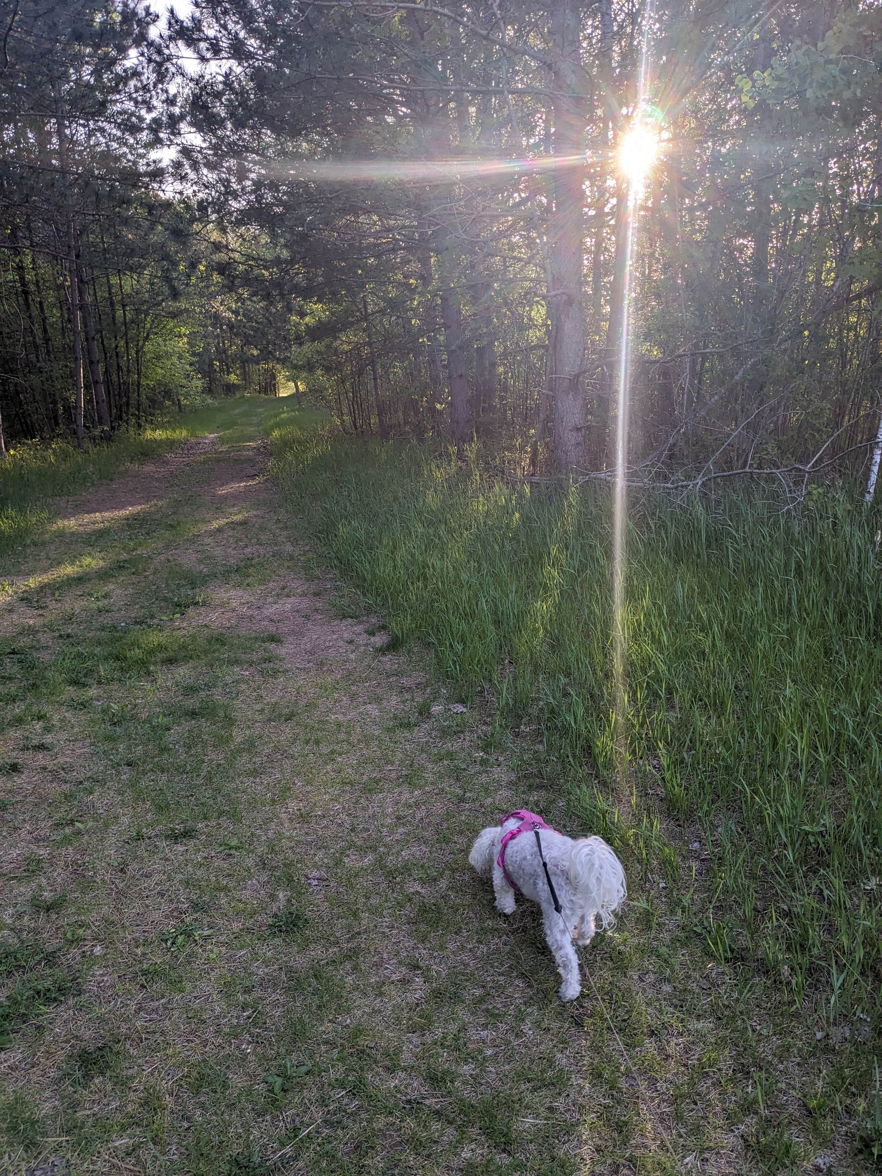 Joslyn H.'s photo of camping with pets at Wild River State Park Campground near Amery, WI