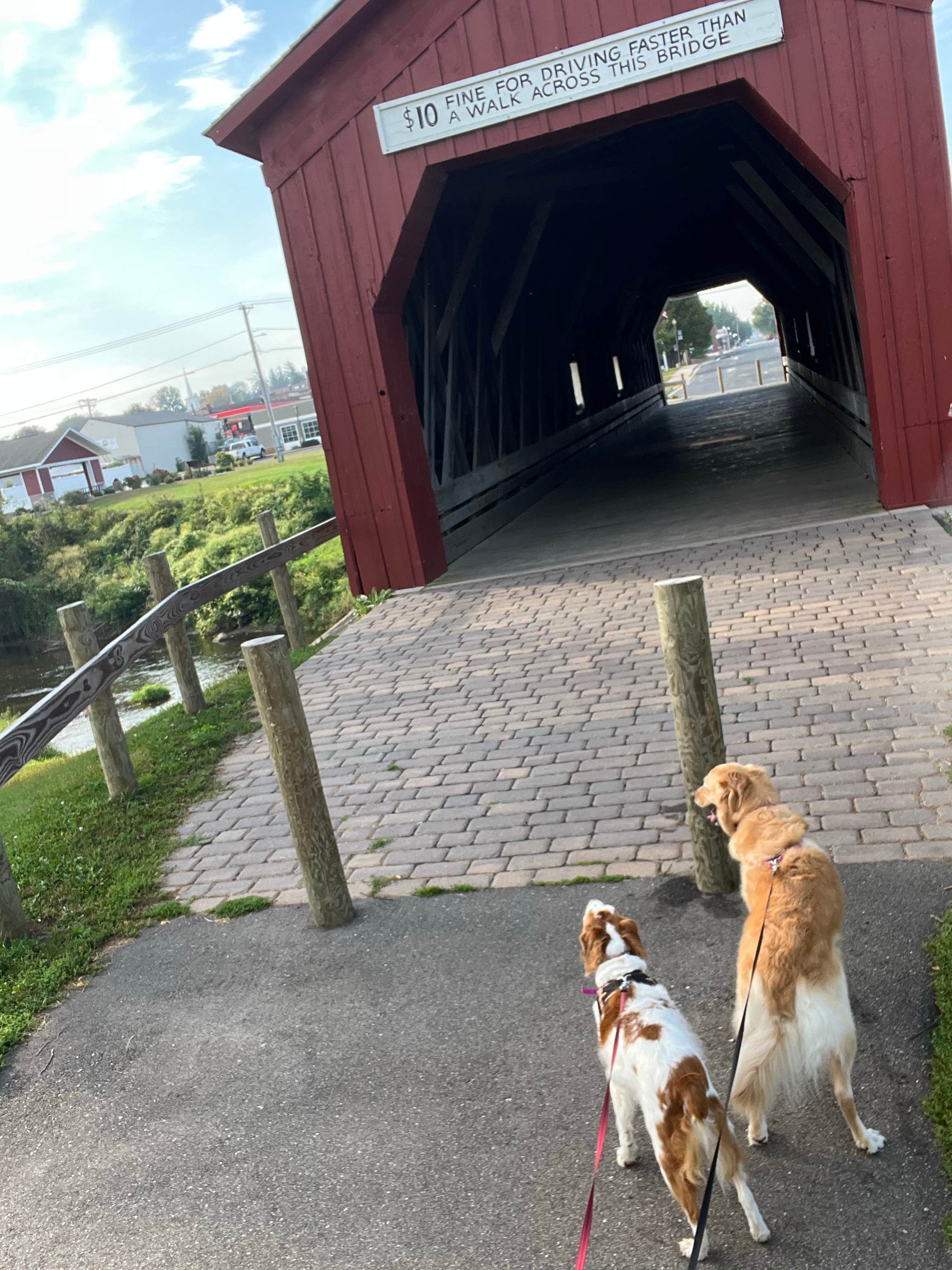 Pad F.'s photo of camping with pets at Zumbrota Covered Bridge Park near Red Wing, MN