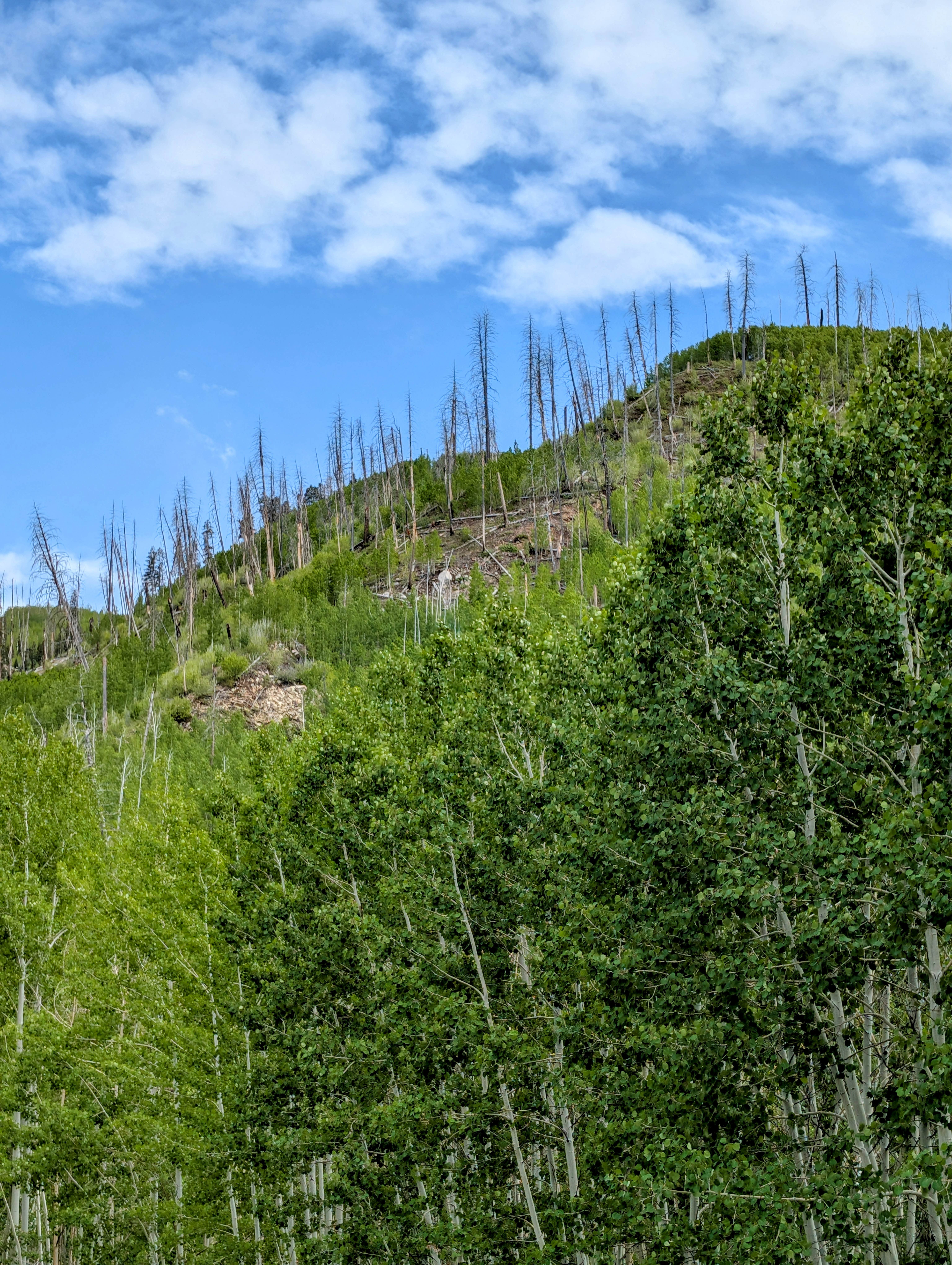 Camper-submitted photo at Missionary Ridge Road near San Juan National Forest
