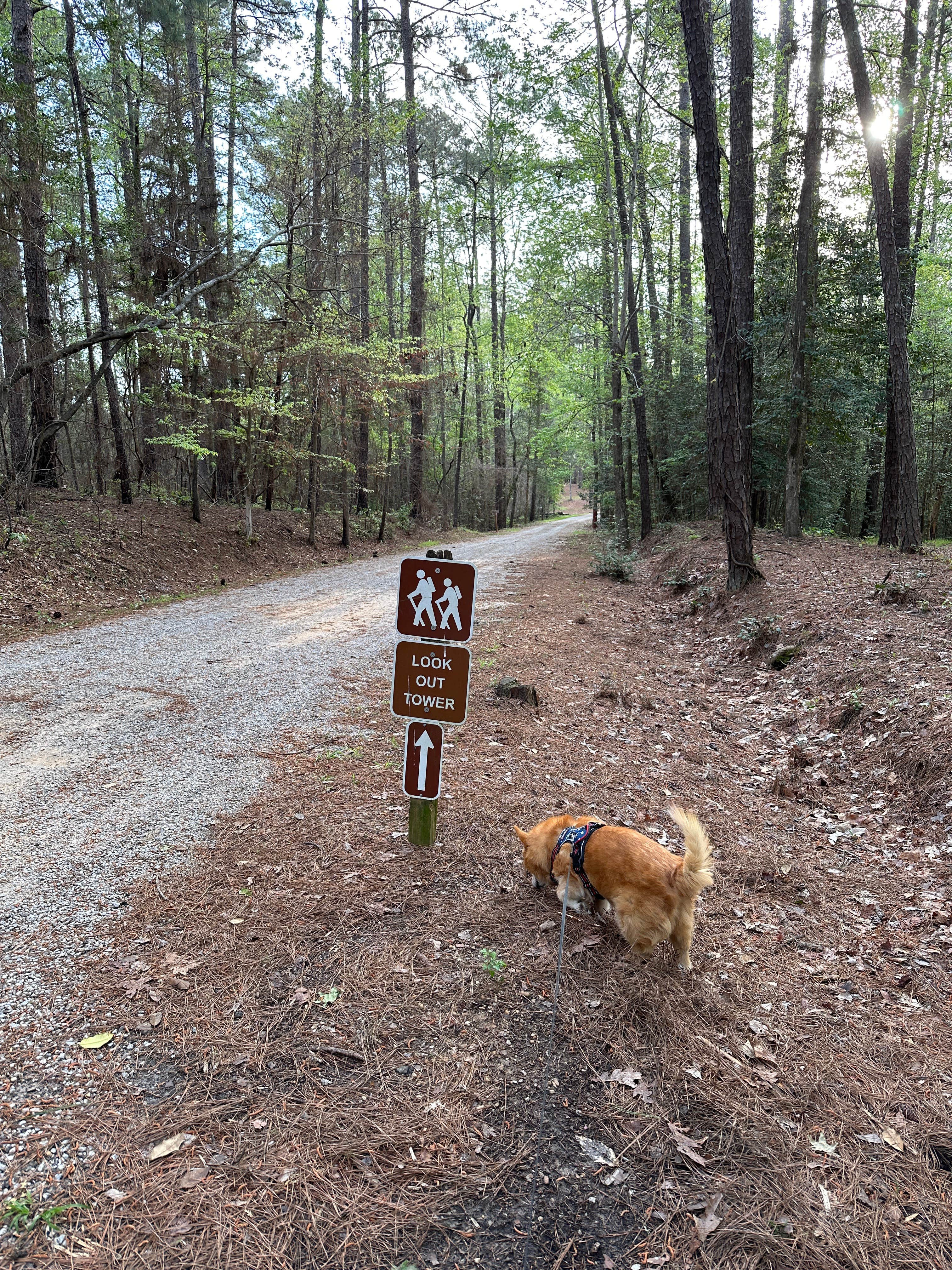 Bill  T.'s photo of camping with pets at Clarkco State Park Campground near Meridian, MS