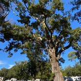 Review photo of Davis Bayou Campground — Gulf Islands National Seashore by Joerg M., November 11, 2023