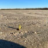 Review photo of Davis Bayou Campground — Gulf Islands National Seashore by Lexi W., February 8, 2024