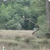 Review photo of Davis Bayou Campground — Gulf Islands National Seashore by Walter E., May 8, 2026