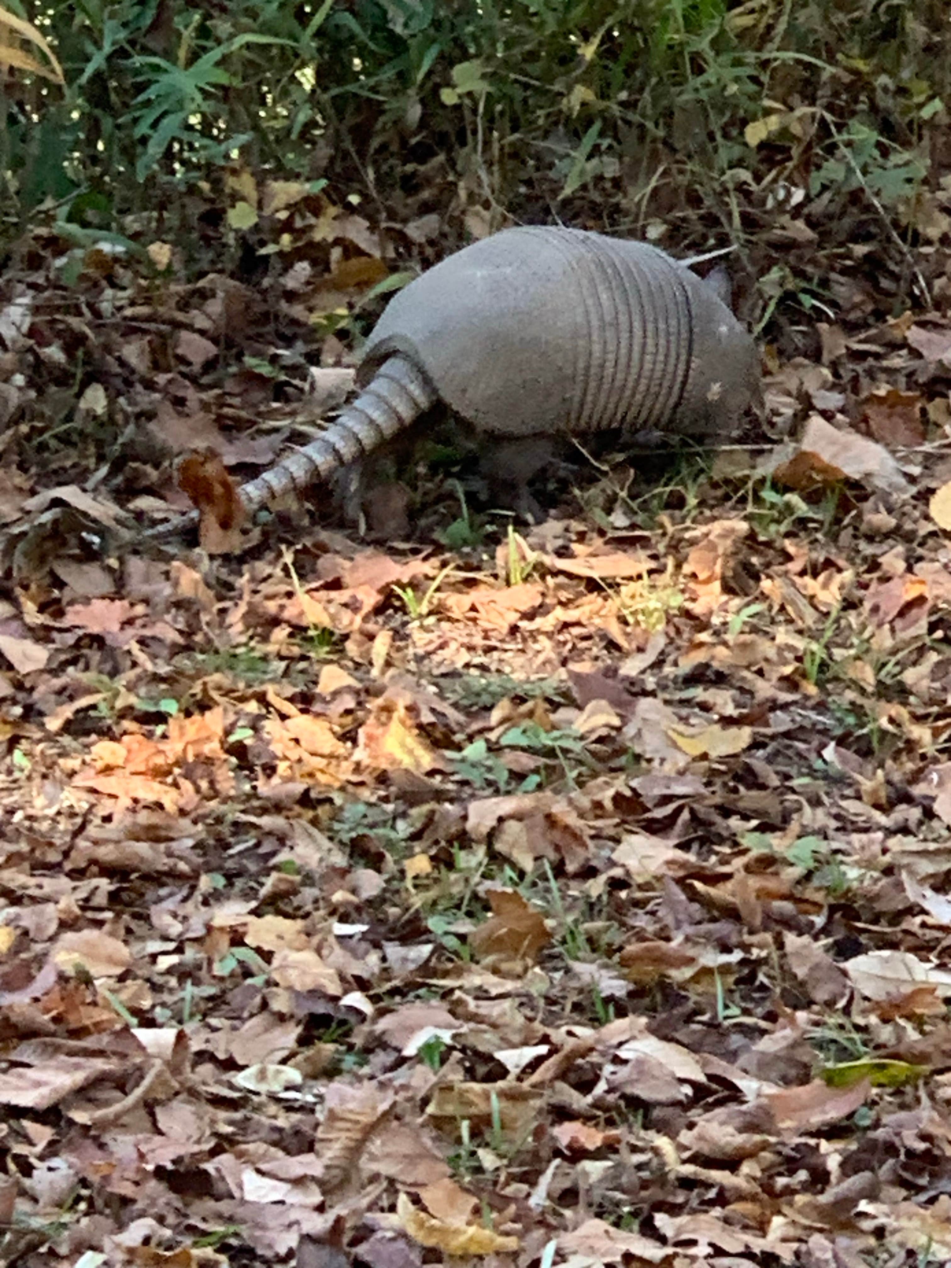 Camper-submitted photo at Dewayne Hayes Campground near Columbus, MS