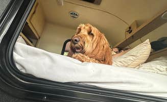 James R.'s photo of camping with pets at J.P. Coleman State Park Campground in Mississippi