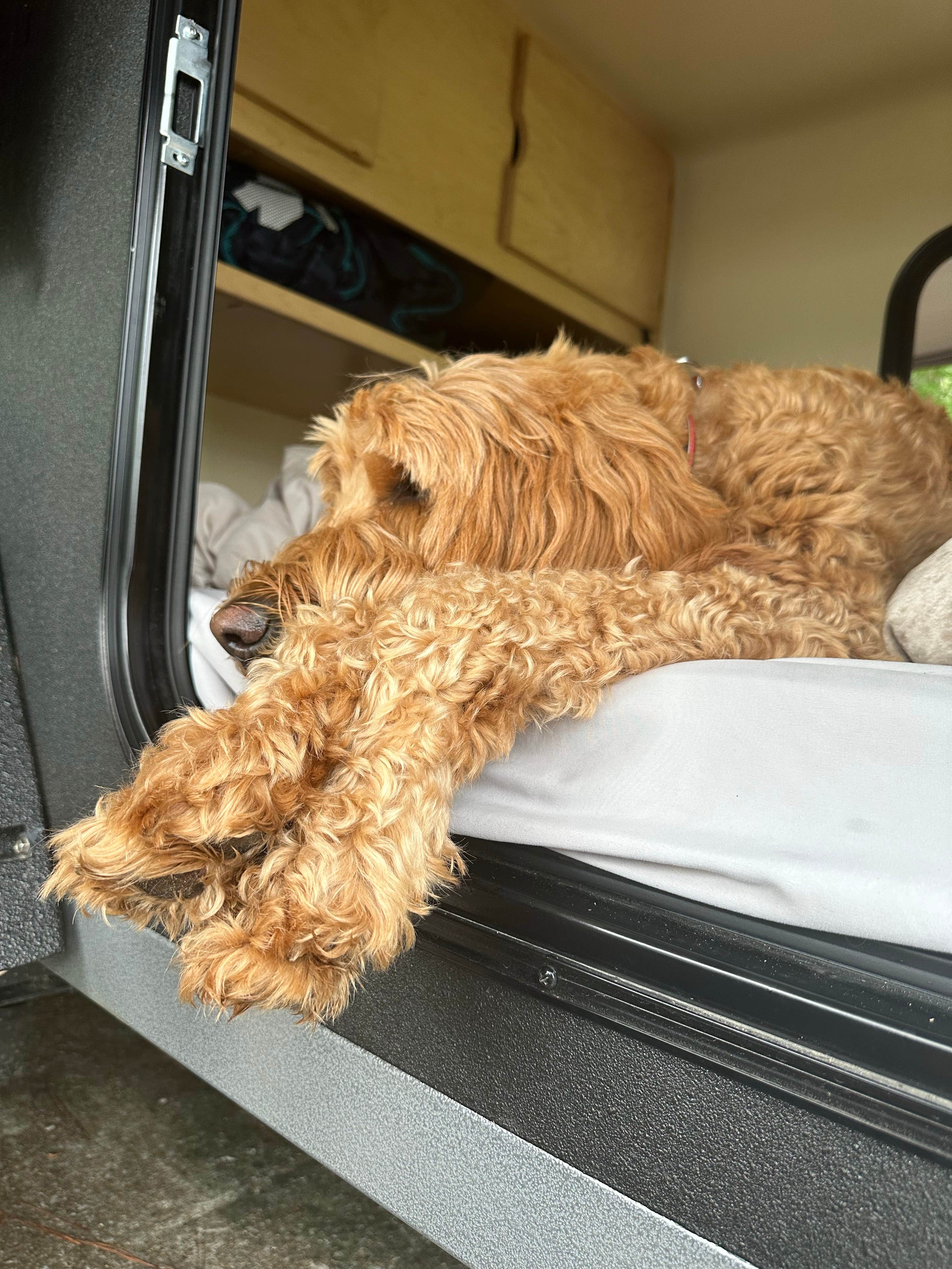 James R.'s photo of camping with pets at J.P. Coleman State Park Campground near Cherokee, AL