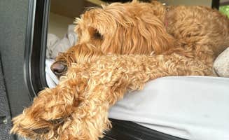 James R.'s photo of camping with pets at J.P. Coleman State Park Campground near Muscle Shoals, AL