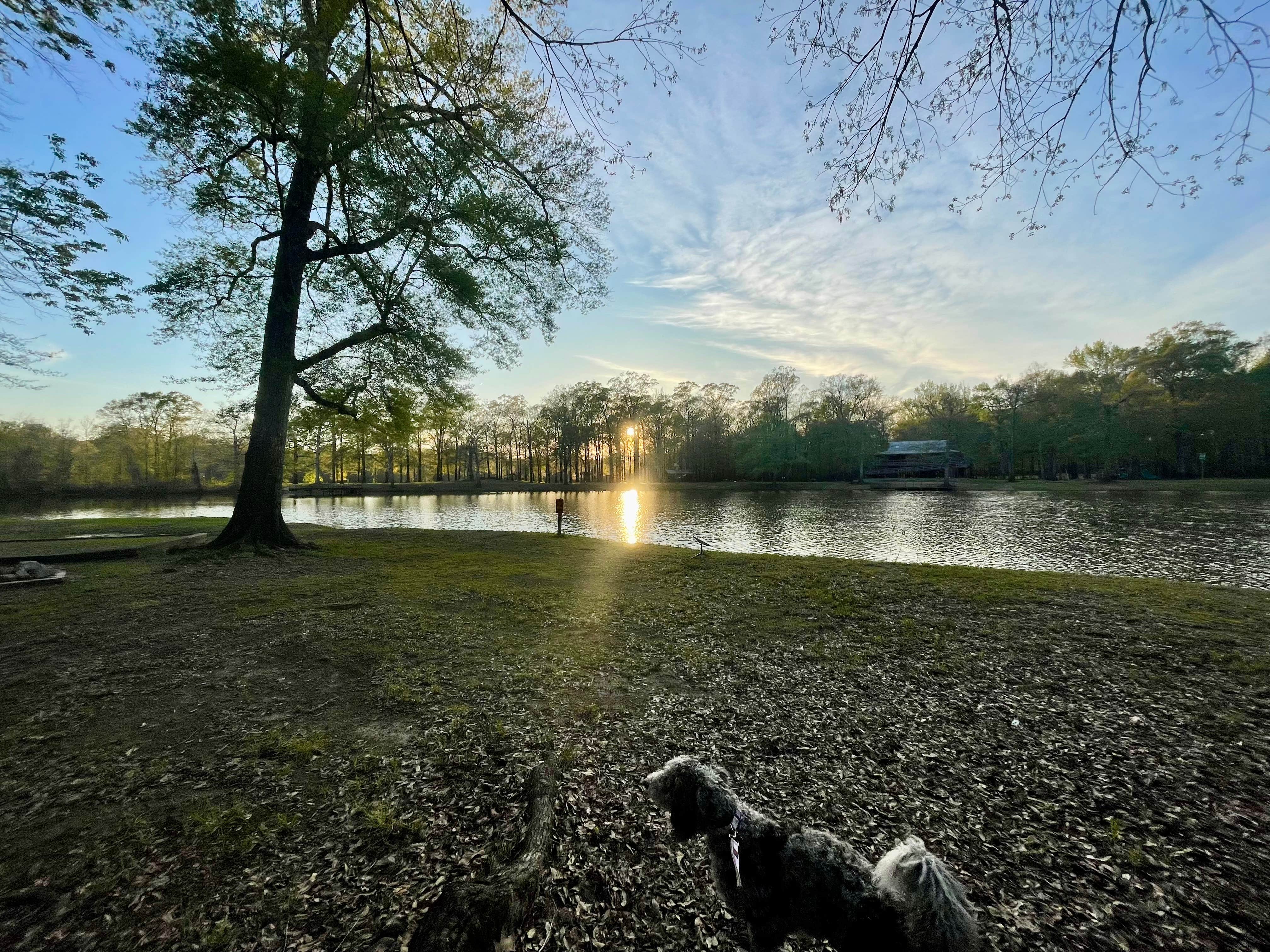 Taylor C.'s photo of camping with pets at LeFleur's Bluff State Park Campground near Flowood, MS