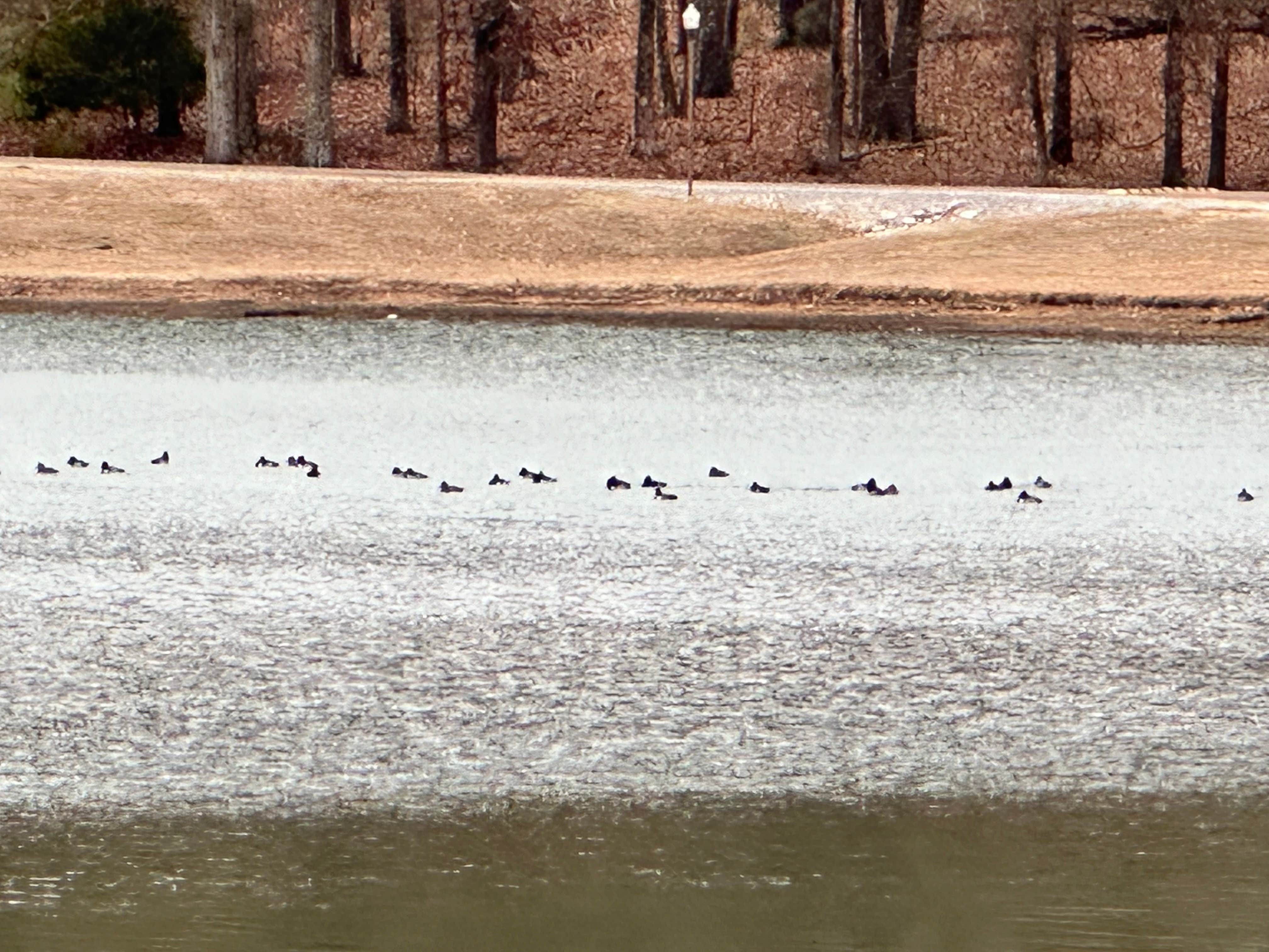Camper-submitted photo at North Abutment near Sam Rayburn Reservoir