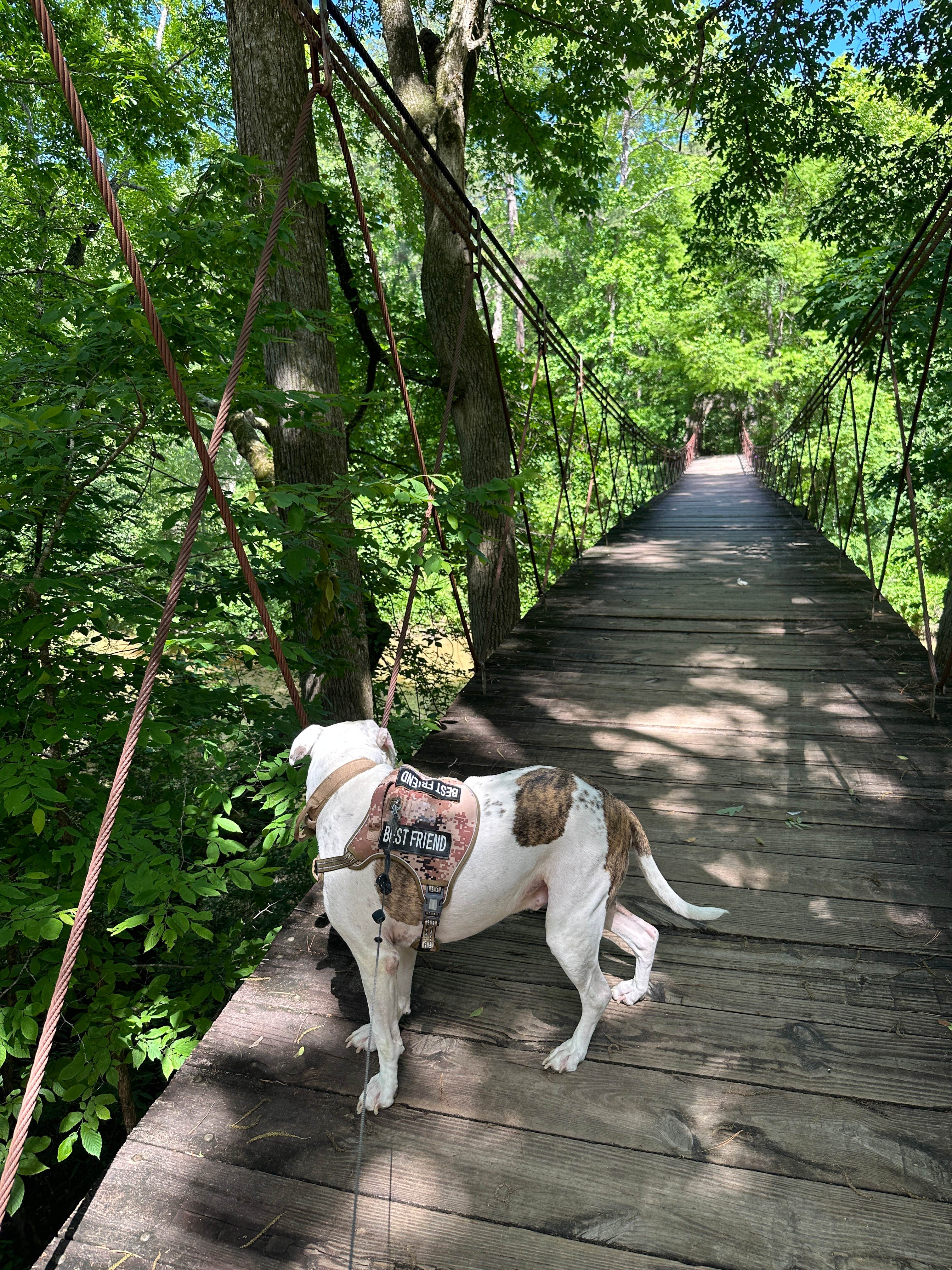 Bill  T.'s photo of camping with pets at Tishomingo State Park Campground in Mississippi