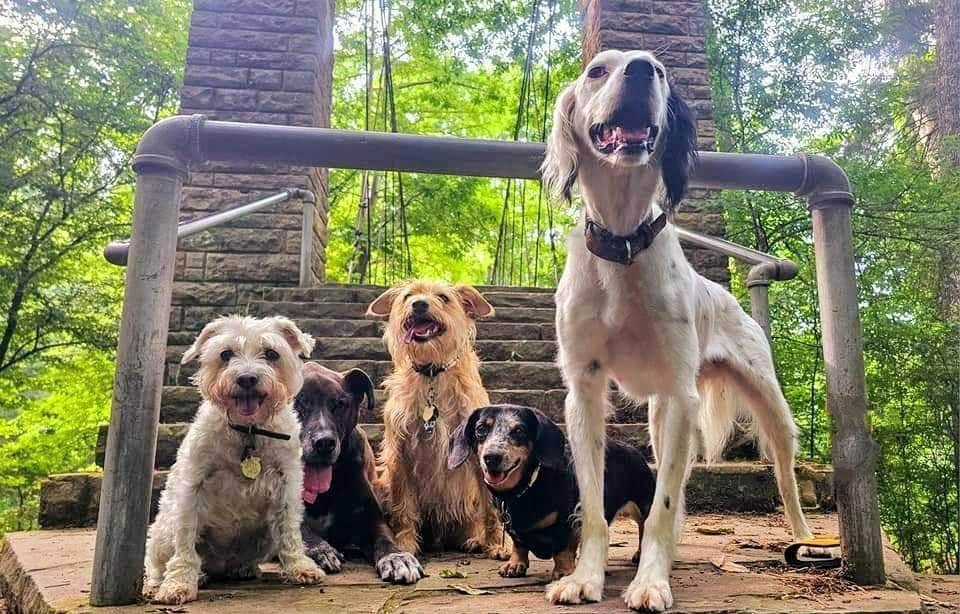 Katrin M.'s photo of camping with pets at Tishomingo State Park Campground near Tupelo, MS