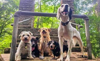 Katrin M.'s photo of camping with pets at Tishomingo State Park Campground near Hodges, AL