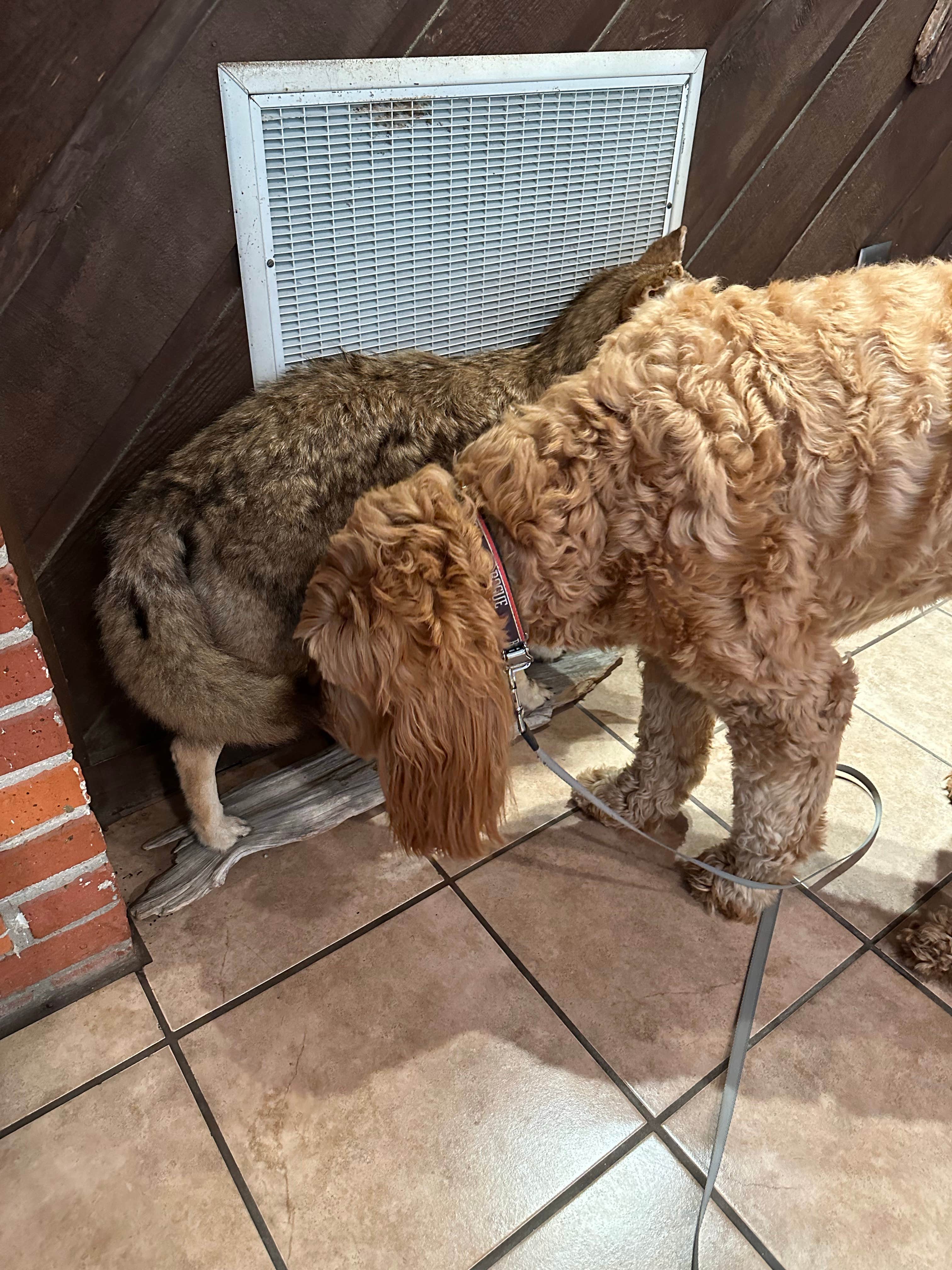 Sable A.'s photo of camping with pets at Tombigbee State Park Campground near Baldwyn, MS