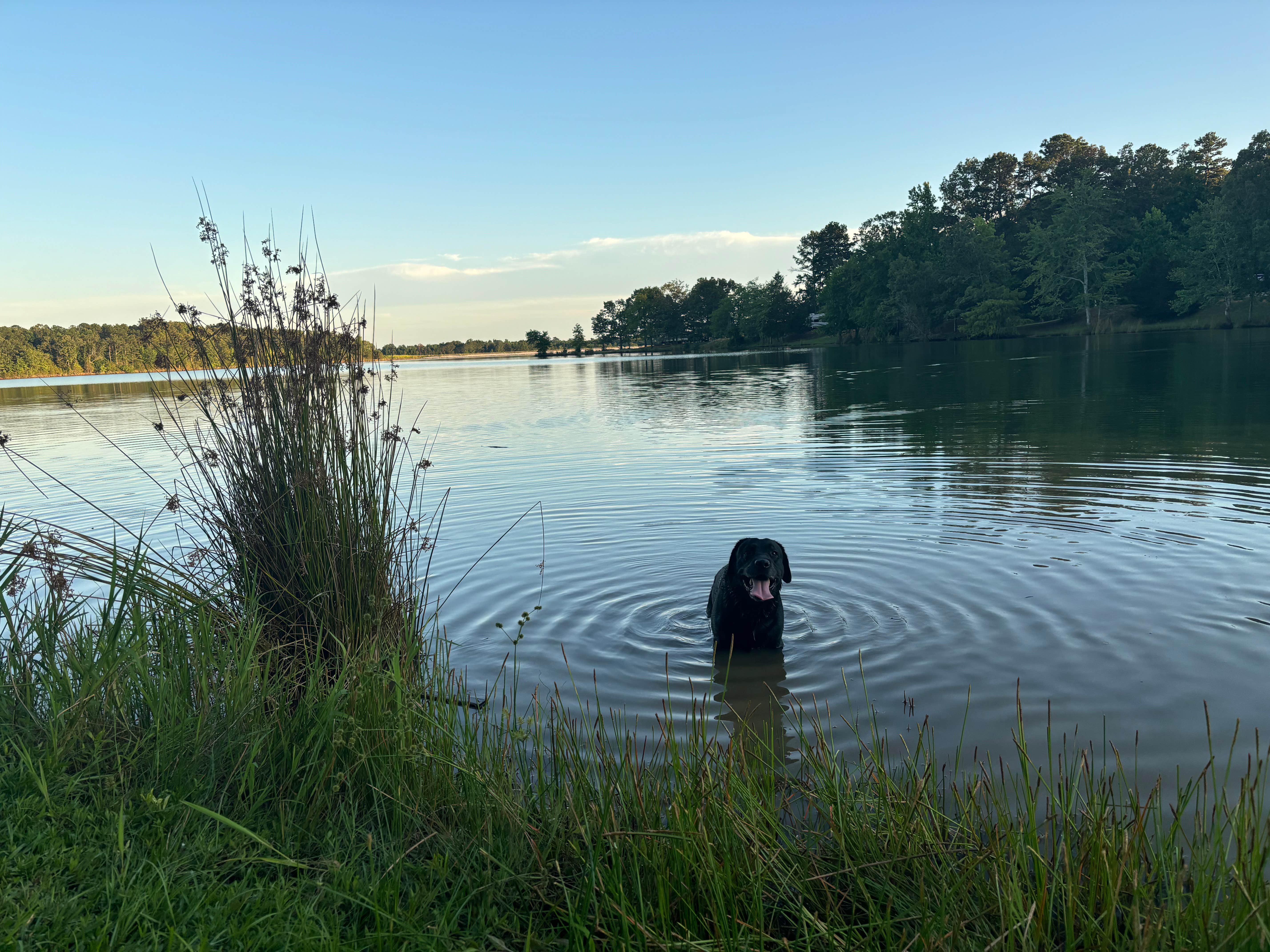 Scott B.'s photo of camping with pets at Trace State Park Campground near Saltillo, MS