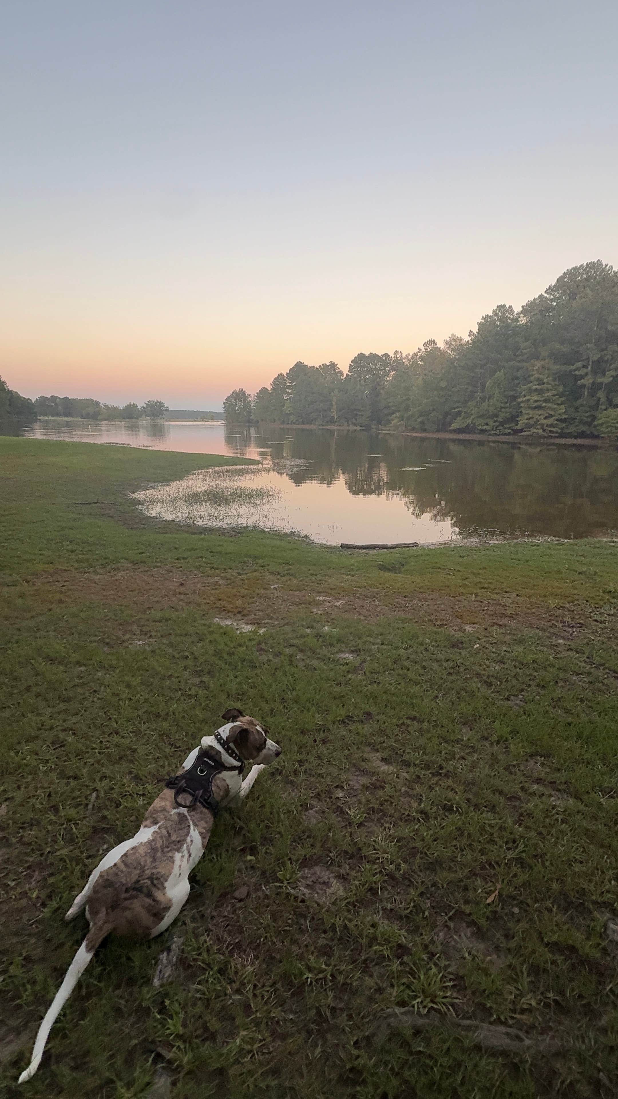 Marsela G.'s photo of camping with pets at Twiltley Branch near Walnut Grove, MS
