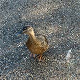 Review photo of Wall Doxey State Park Campground by Amanda F., June 29, 2026