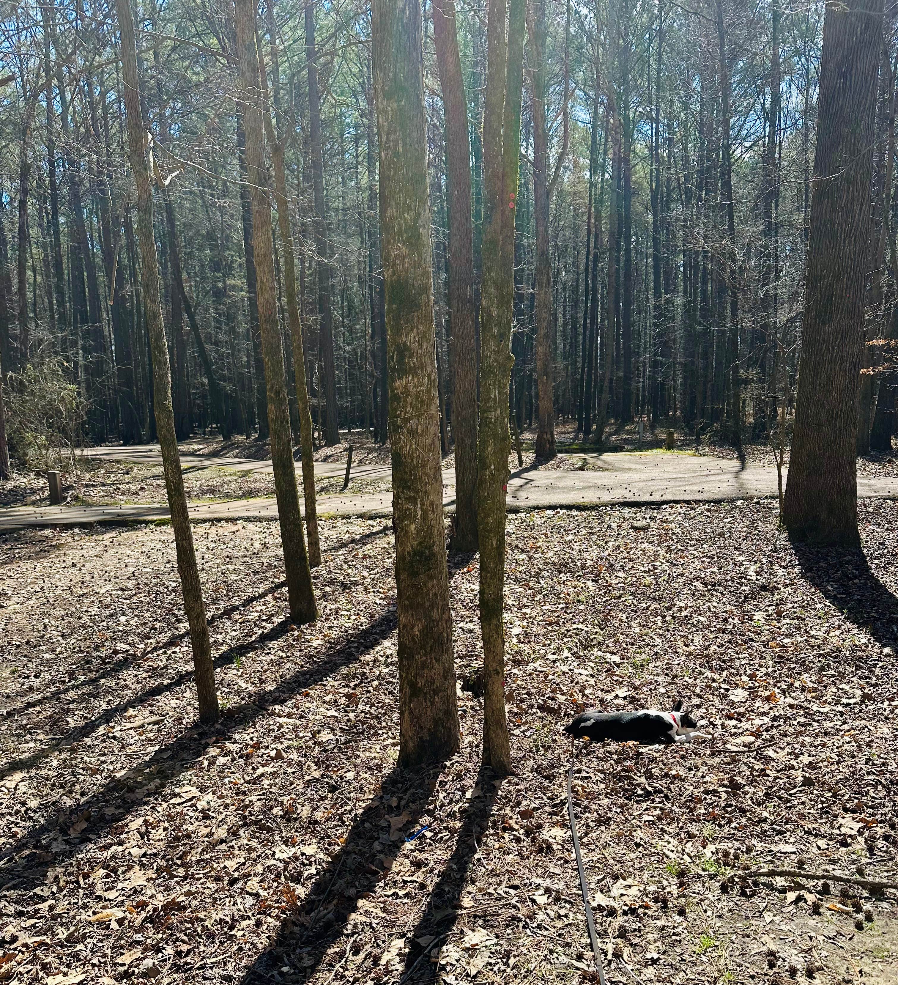 Christine S.'s photo of camping with pets at Wall Doxey State Park Campground near Southaven, MS